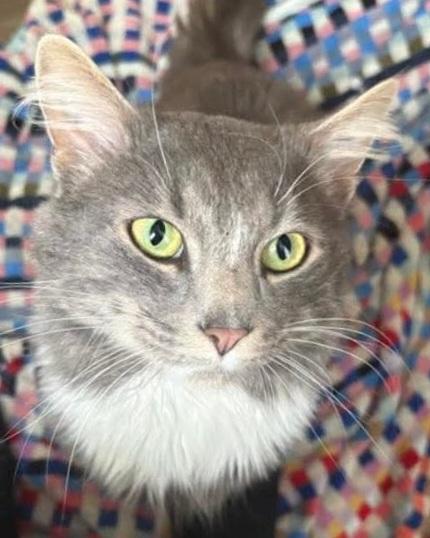 Winston, a Adopted mixed breed in Elizabeth, PA image 3/5