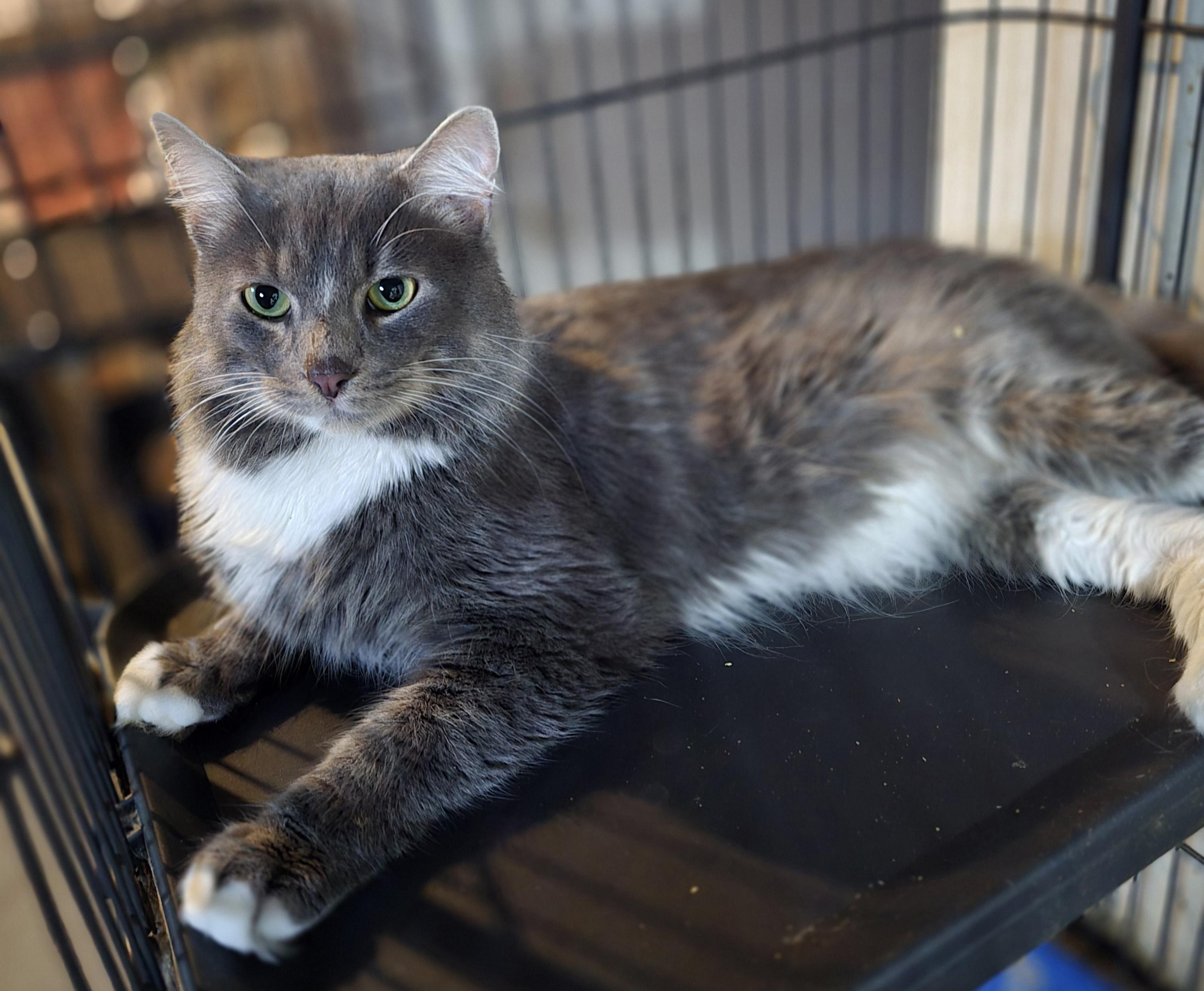 Winston, a Adopted mixed breed in Elizabeth, PA image 4/5