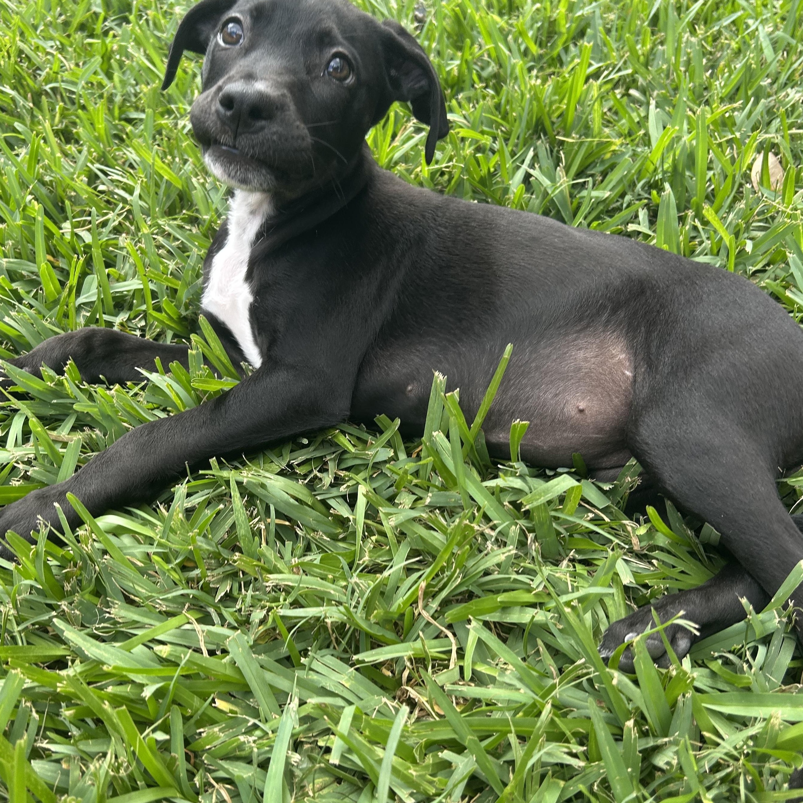 Janice, adoptable, Puppy Female Black Labrador Retriever & Pit Bull Terrier.
