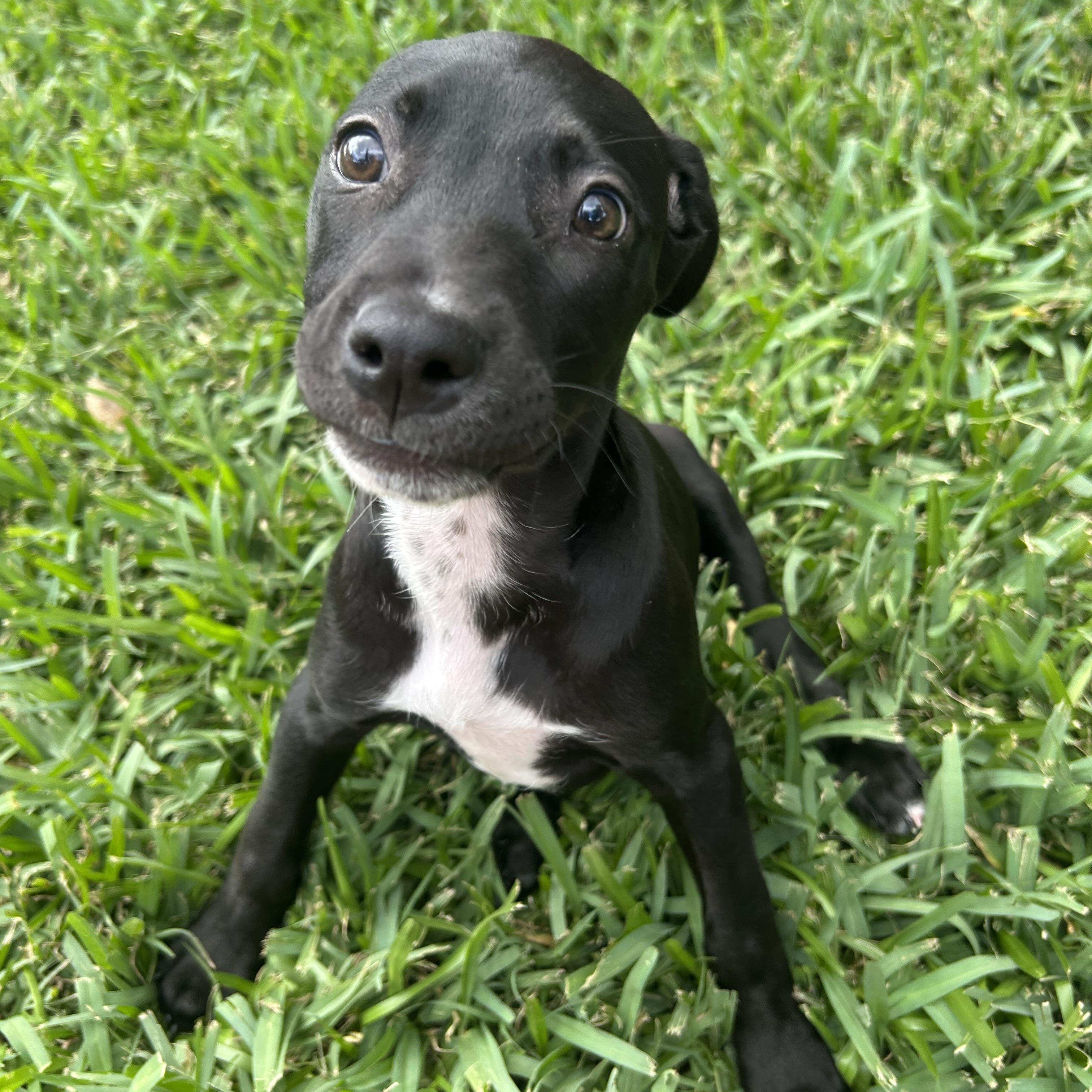 Enlarge Janice, an adoptable mixed breed in Manvel, TX image 3/6