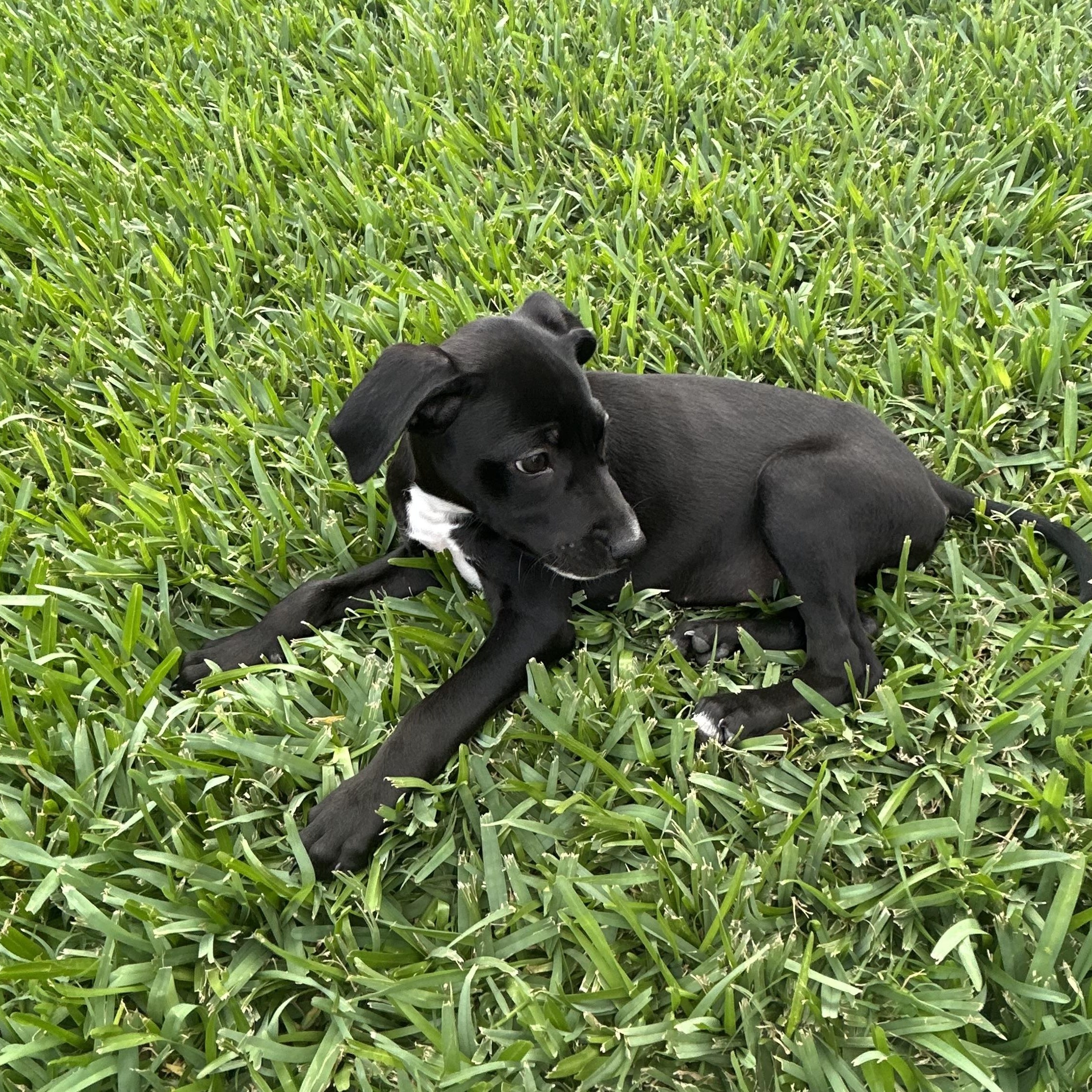 Enlarge Janice, an adoptable mixed breed in Manvel, TX image 5/6