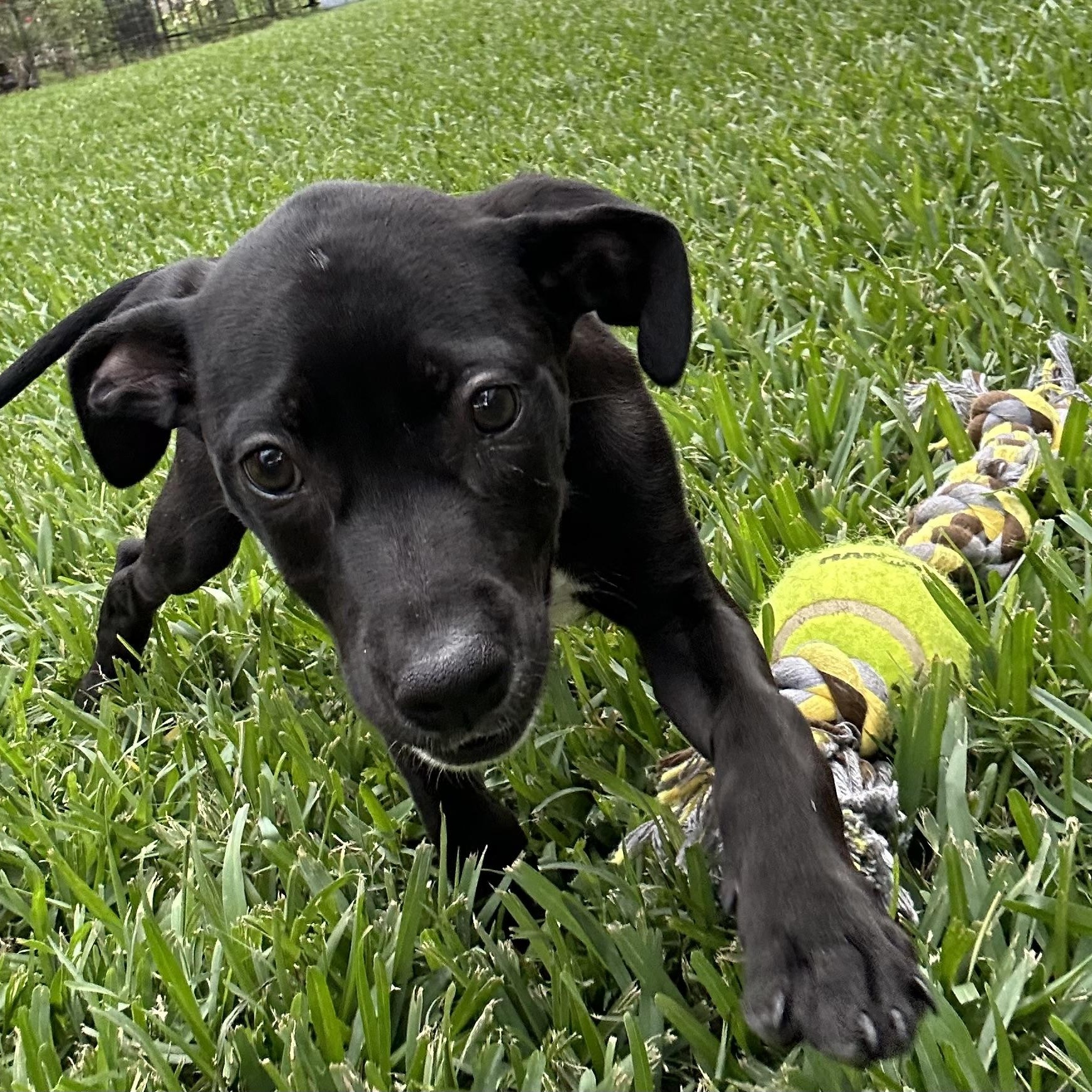 Enlarge Janice, an adoptable mixed breed in Manvel, TX image 2/6