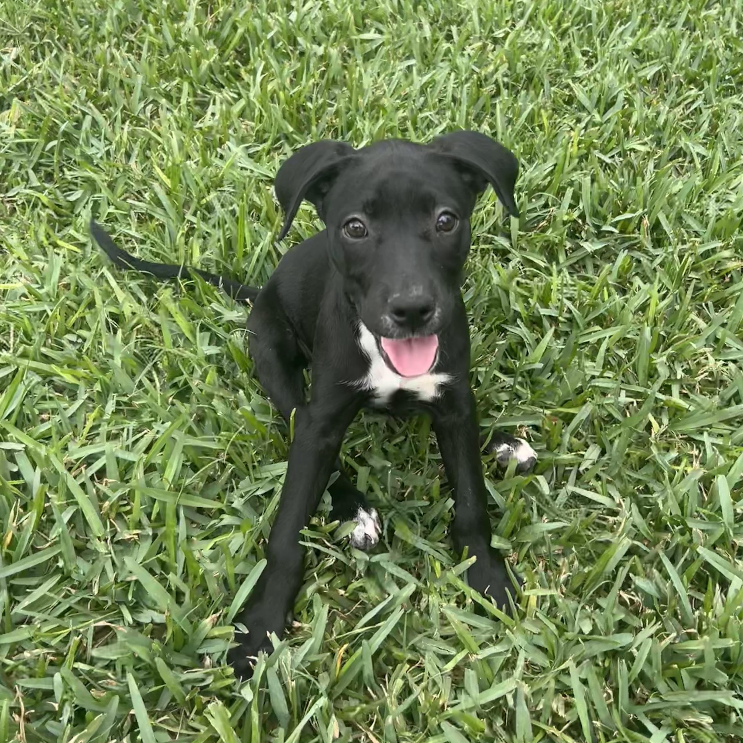 Enlarge Janice, an adoptable mixed breed in Manvel, TX image 1/6