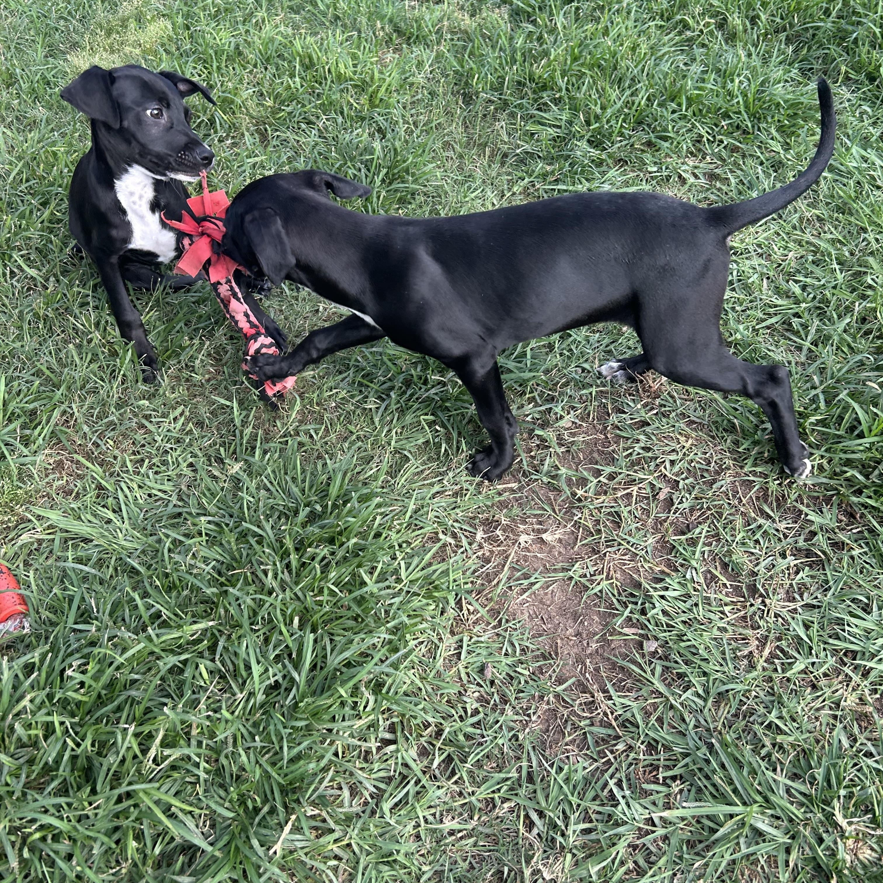 Janice, an adoptable mixed breed in Manvel, TX image 6/6