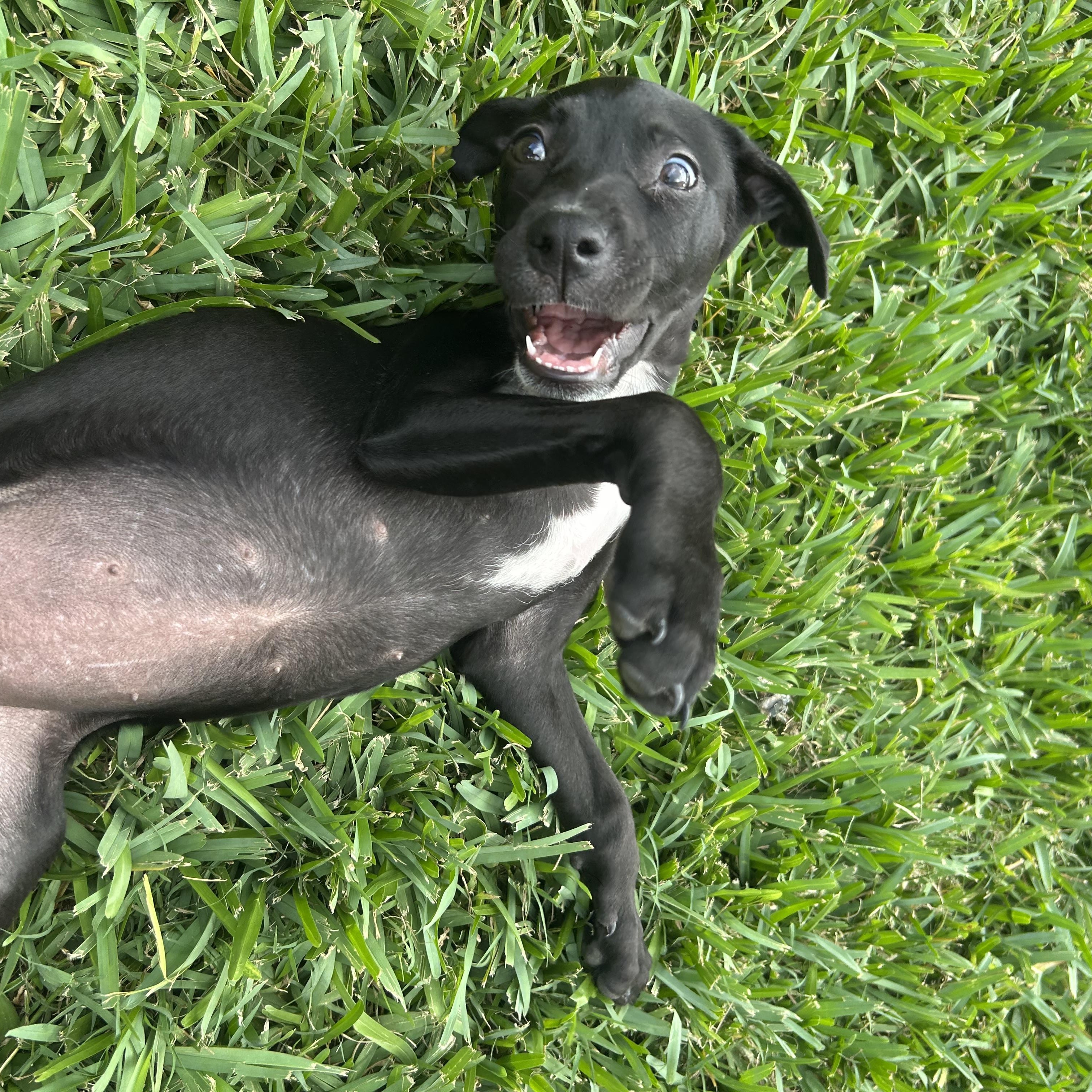 Enlarge Janice, an adoptable mixed breed in Manvel, TX image 4/6