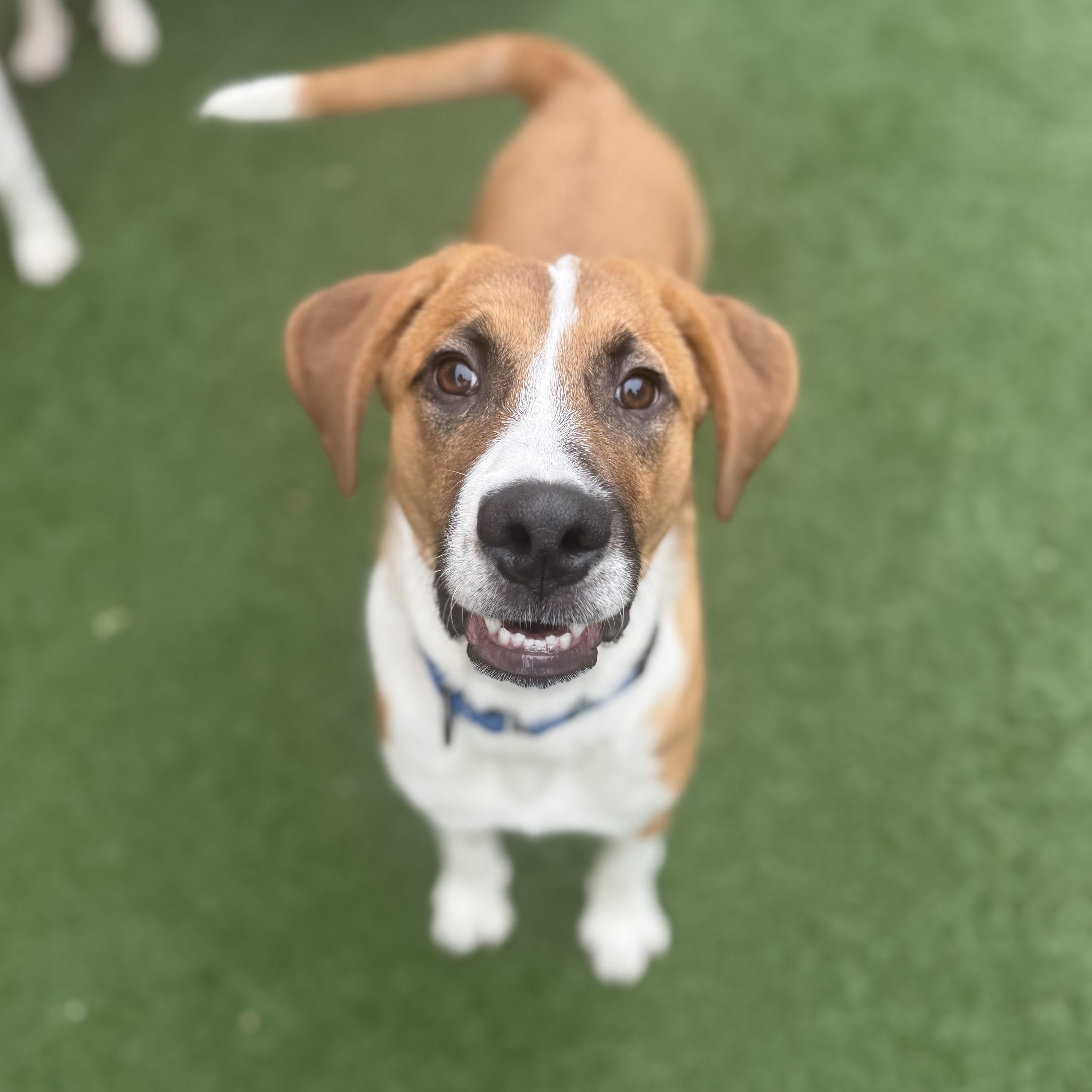 Ed, a Adoptable mixed breed in Itasca, IL image 1/4