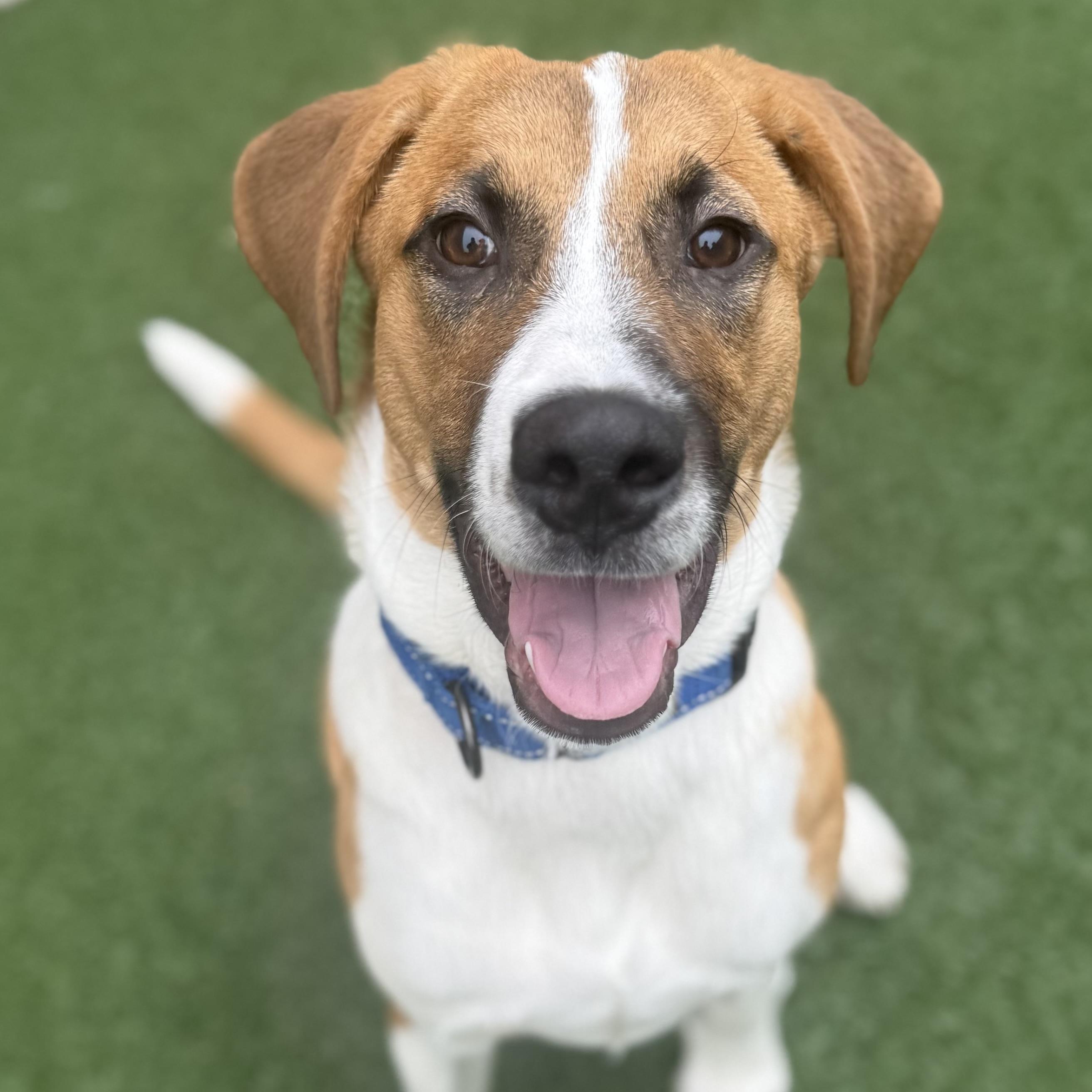 Ed, a Adoptable mixed breed in Itasca, IL image 2/4