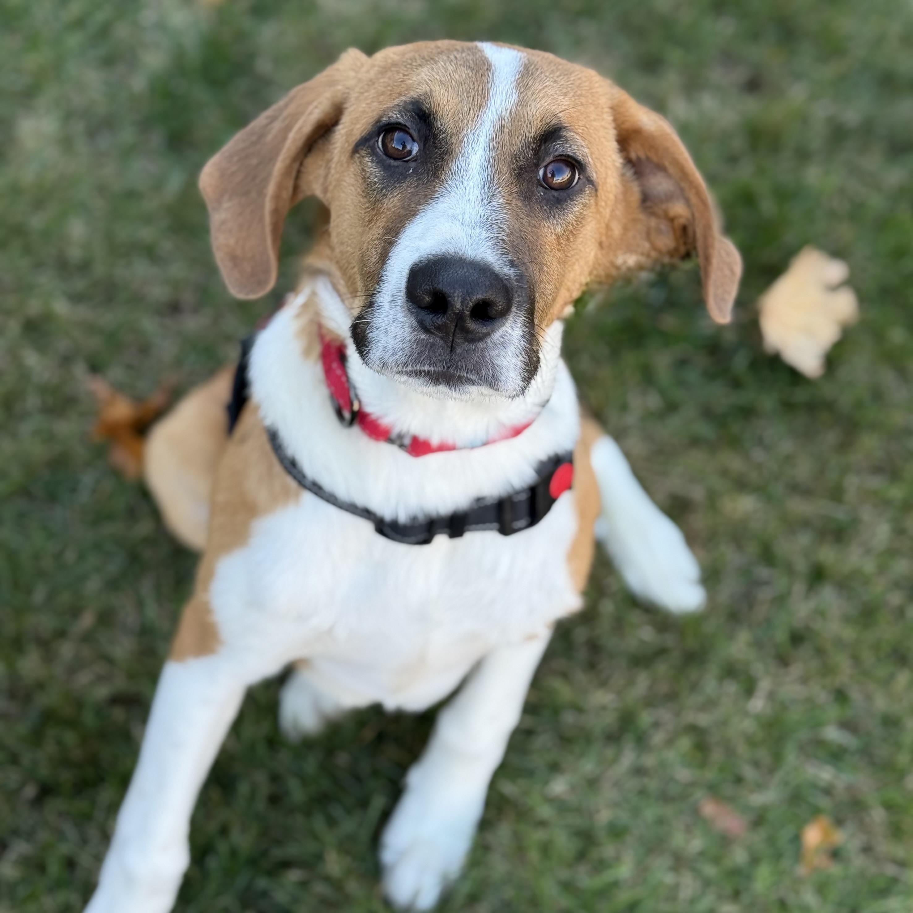 Ed, a Adoptable mixed breed in Itasca, IL image 4/4
