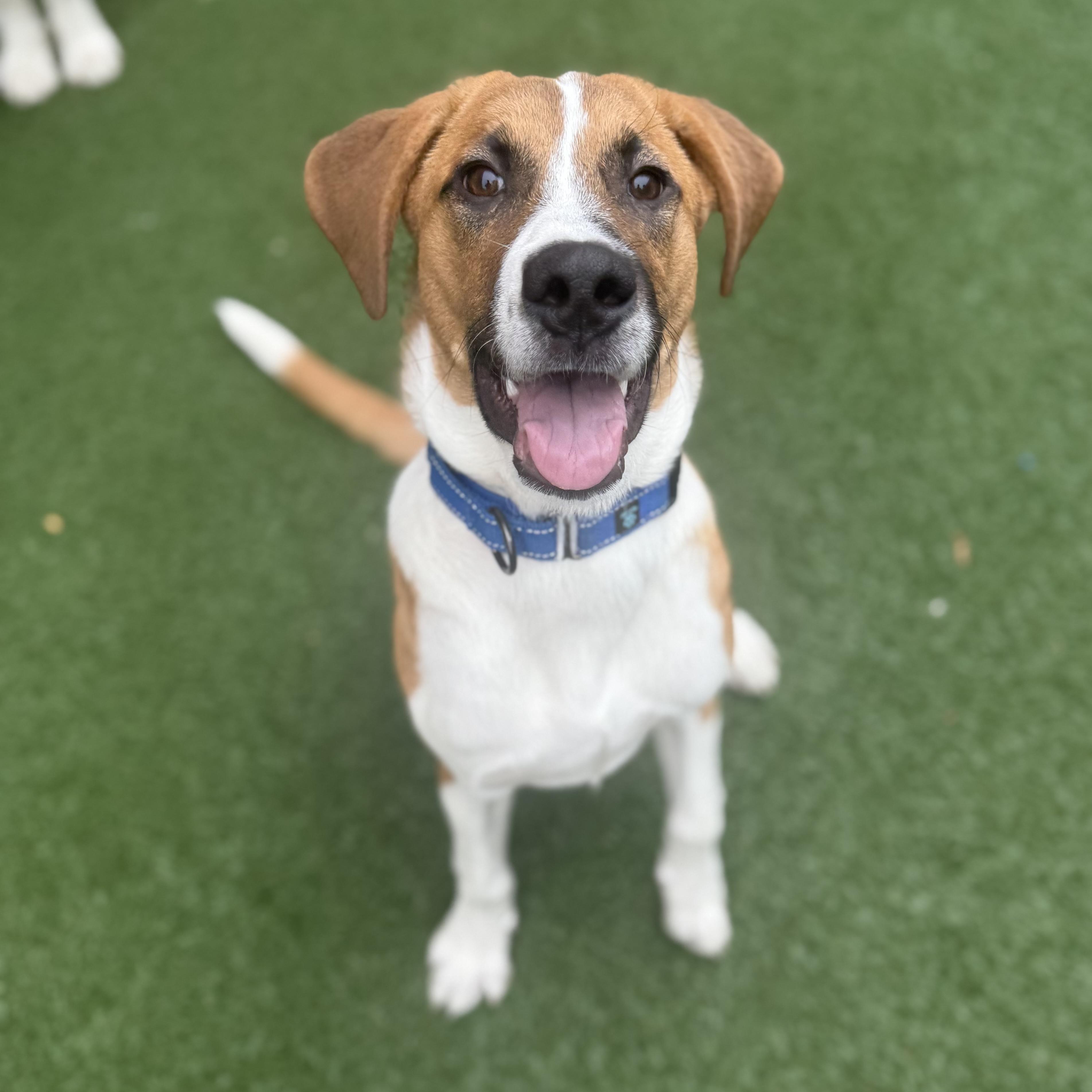 Ed, a Adoptable mixed breed in Itasca, IL image 3/4