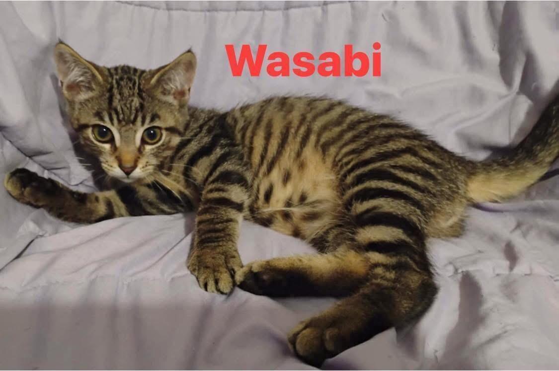 Enlarge Wasabi (M) & Sushi (F), a Adopted Domestic Short Hair in staten island, NY image 2/3