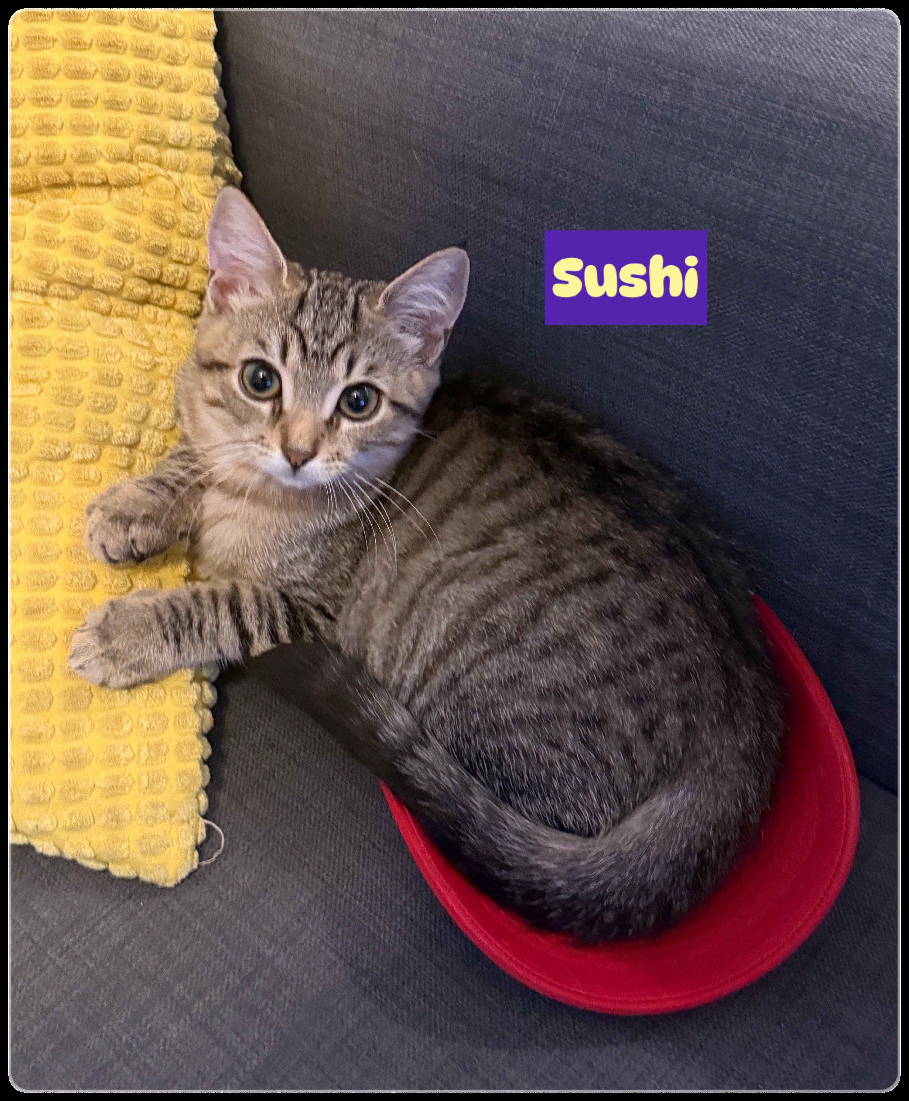 Wasabi (M) (Sushi adopted)