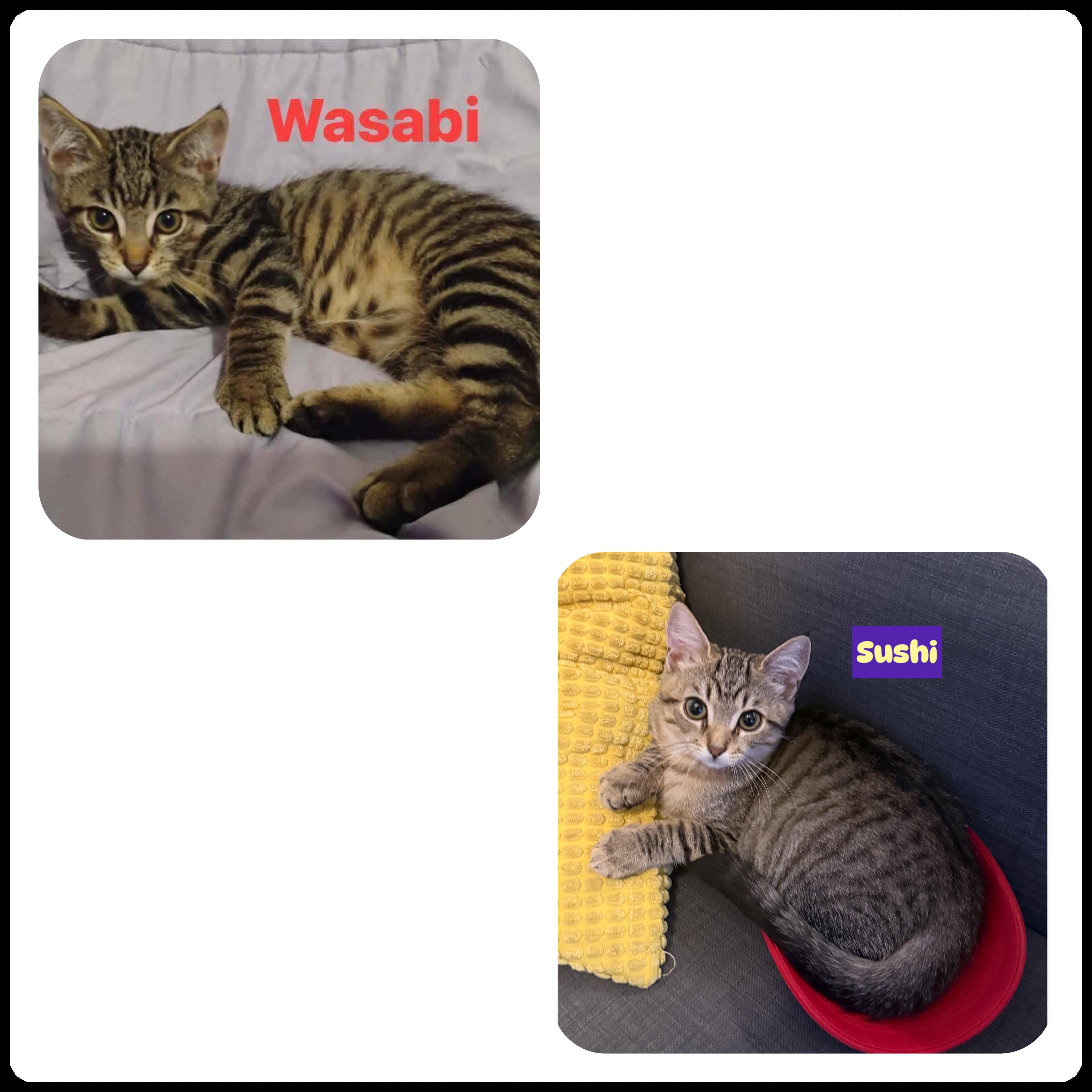 Wasabi (M) & Sushi (F), Adopted, Young Male Domestic Short Hair.