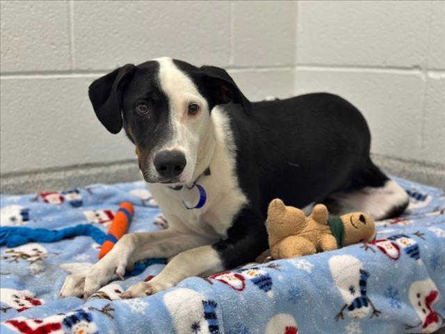 Enlarge SHILOH, a Adoptable mixed breed in Loveland, CO image 1/1