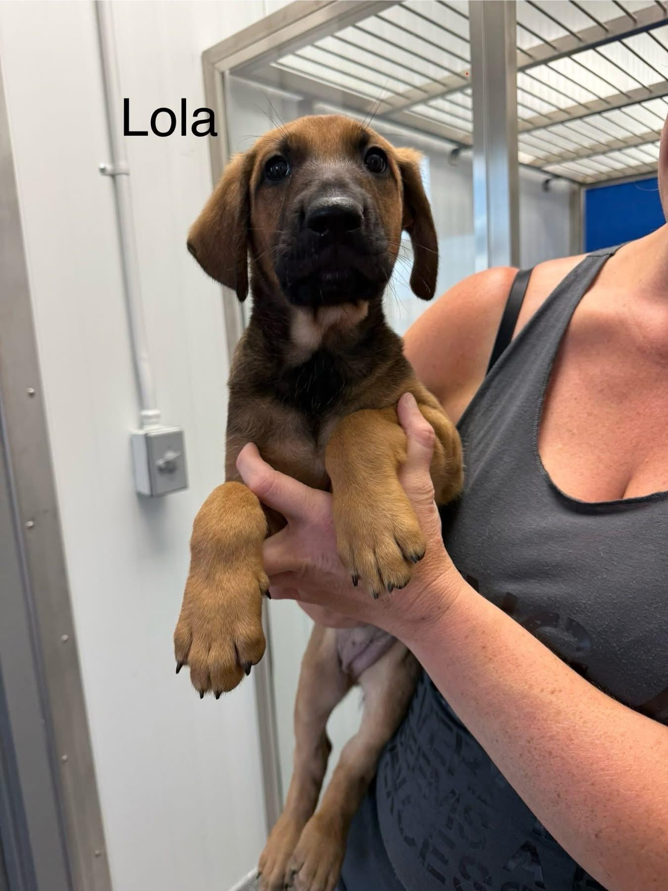 Lola