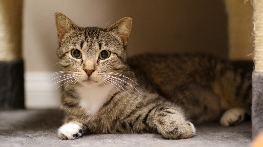 Lexi, Adoptable, Young Female Domestic Short Hair.