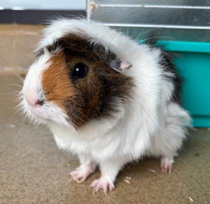 Enlarge Ollie, a Adoptable Guinea Pig in Lewisville, TX image 1/3