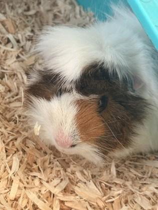 Enlarge Ollie, a Adoptable Guinea Pig in Lewisville, TX image 2/3
