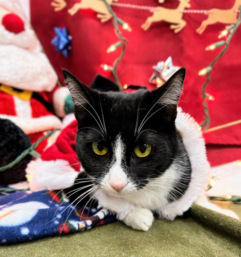 Tuxie, Adoptable, Young Female Domestic Short Hair.