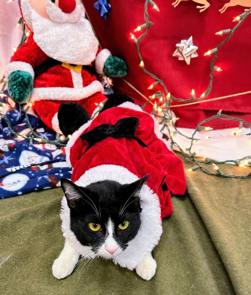 Enlarge Tuxie, a Adoptable mixed breed in Bryant, AR image 3/3