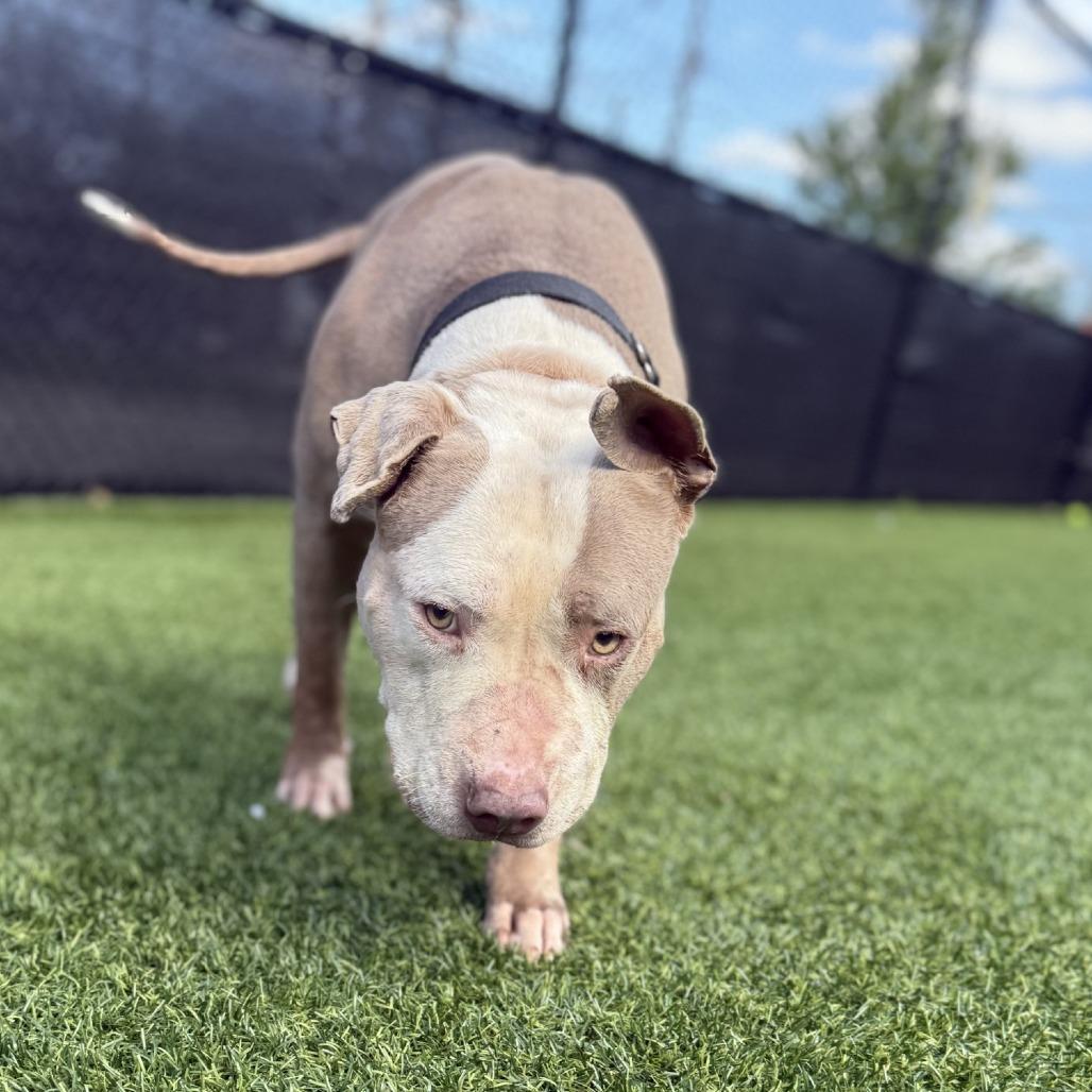 Enlarge Drizzle, a Adoptable Mixed Breed in Pittsburgh, PA image 3/5