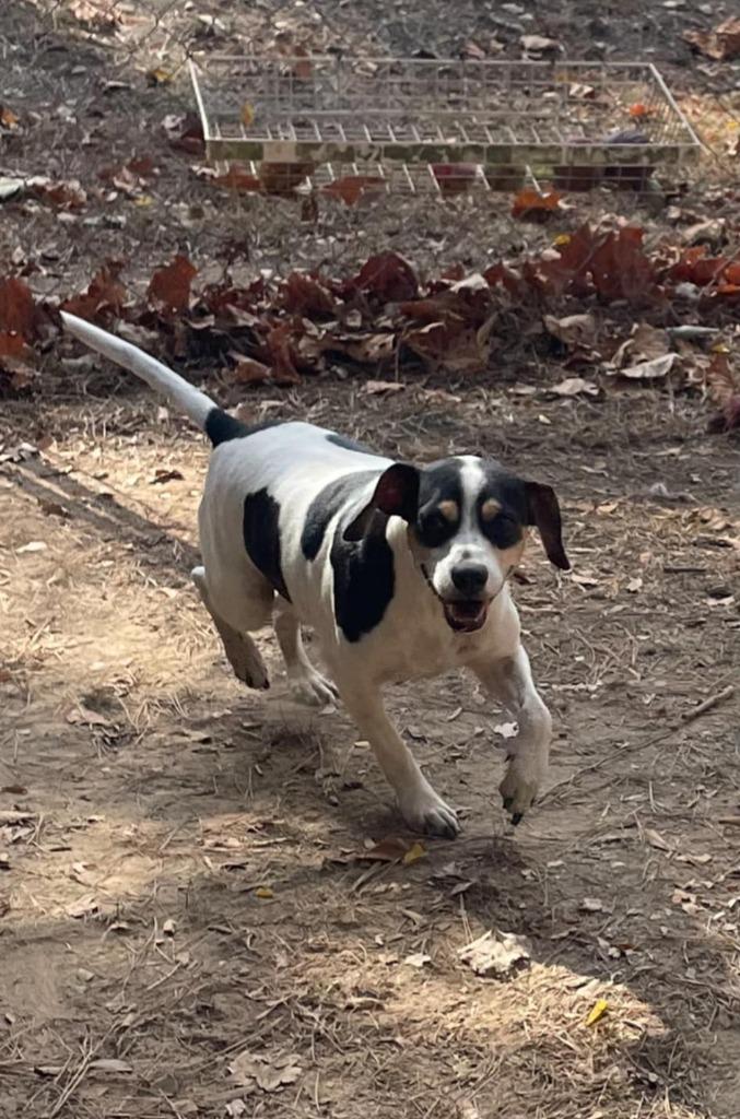Jack, Adopted, Adult Male Beagle & Jack Russell Terrier.