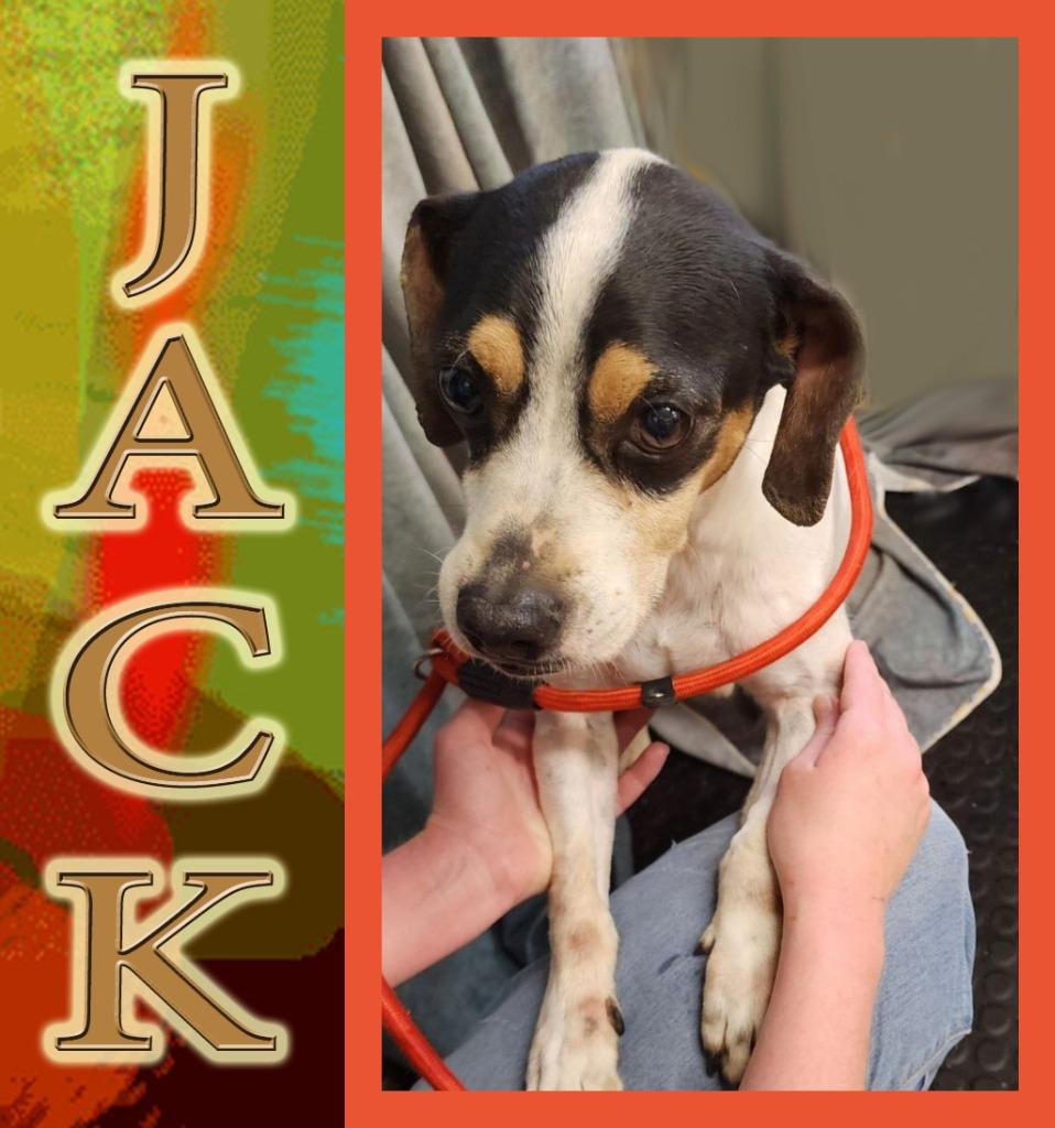 Enlarge Jack, a Adopted mixed breed in Mena, AR image 2/2