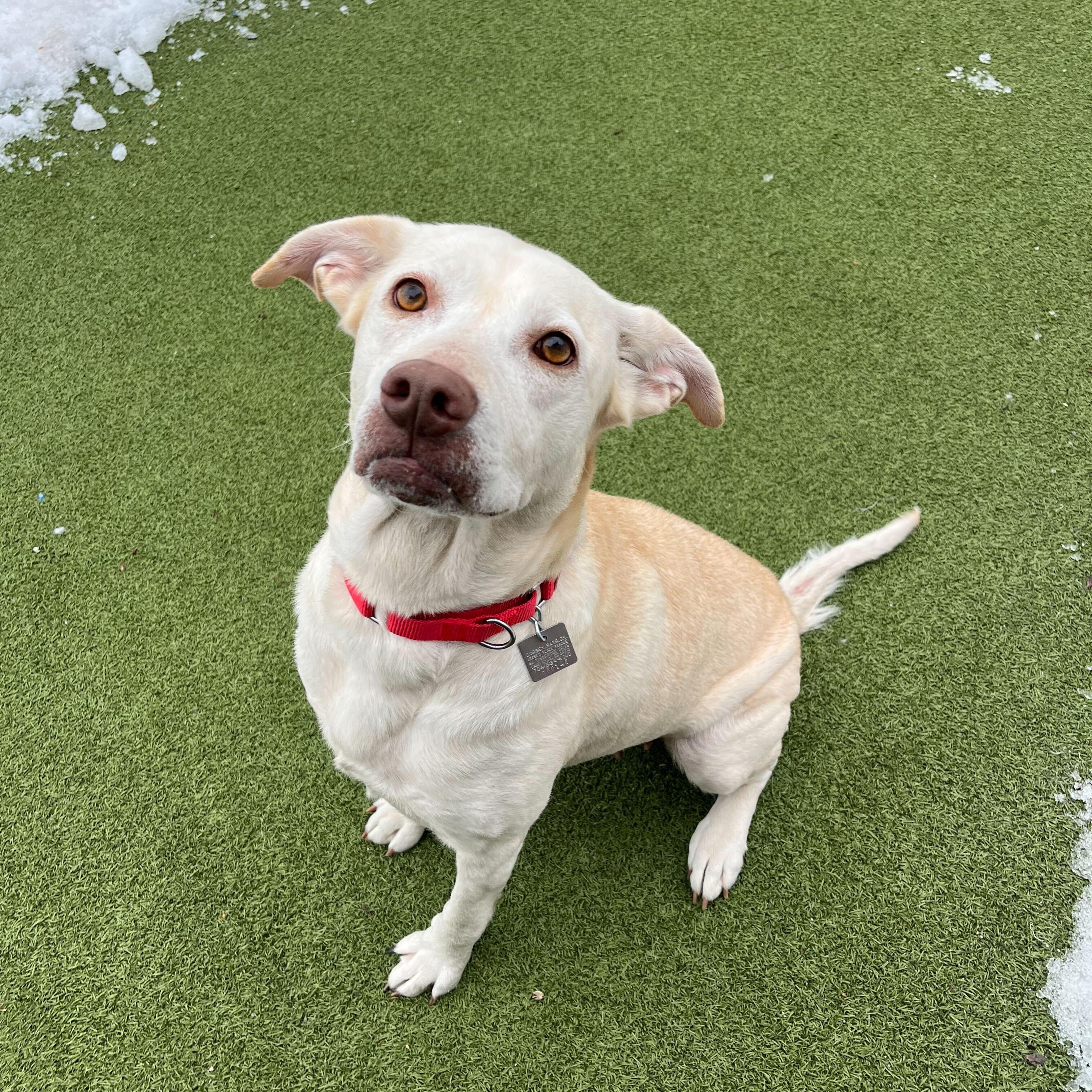 Enlarge Sky, an adopted mixed breed in New Bedford, MA image 2/3