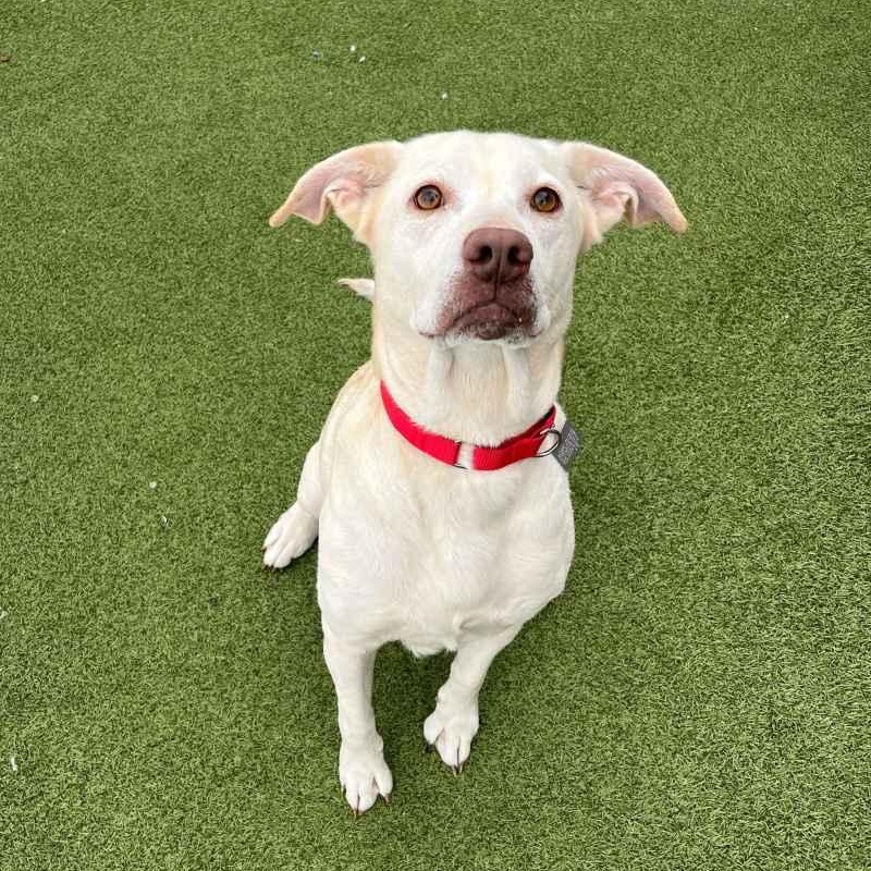 Enlarge Sky, an adopted mixed breed in New Bedford, MA image 3/3