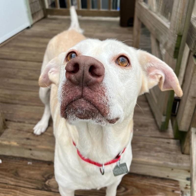 Enlarge Sky, an adopted mixed breed in New Bedford, MA image 1/3