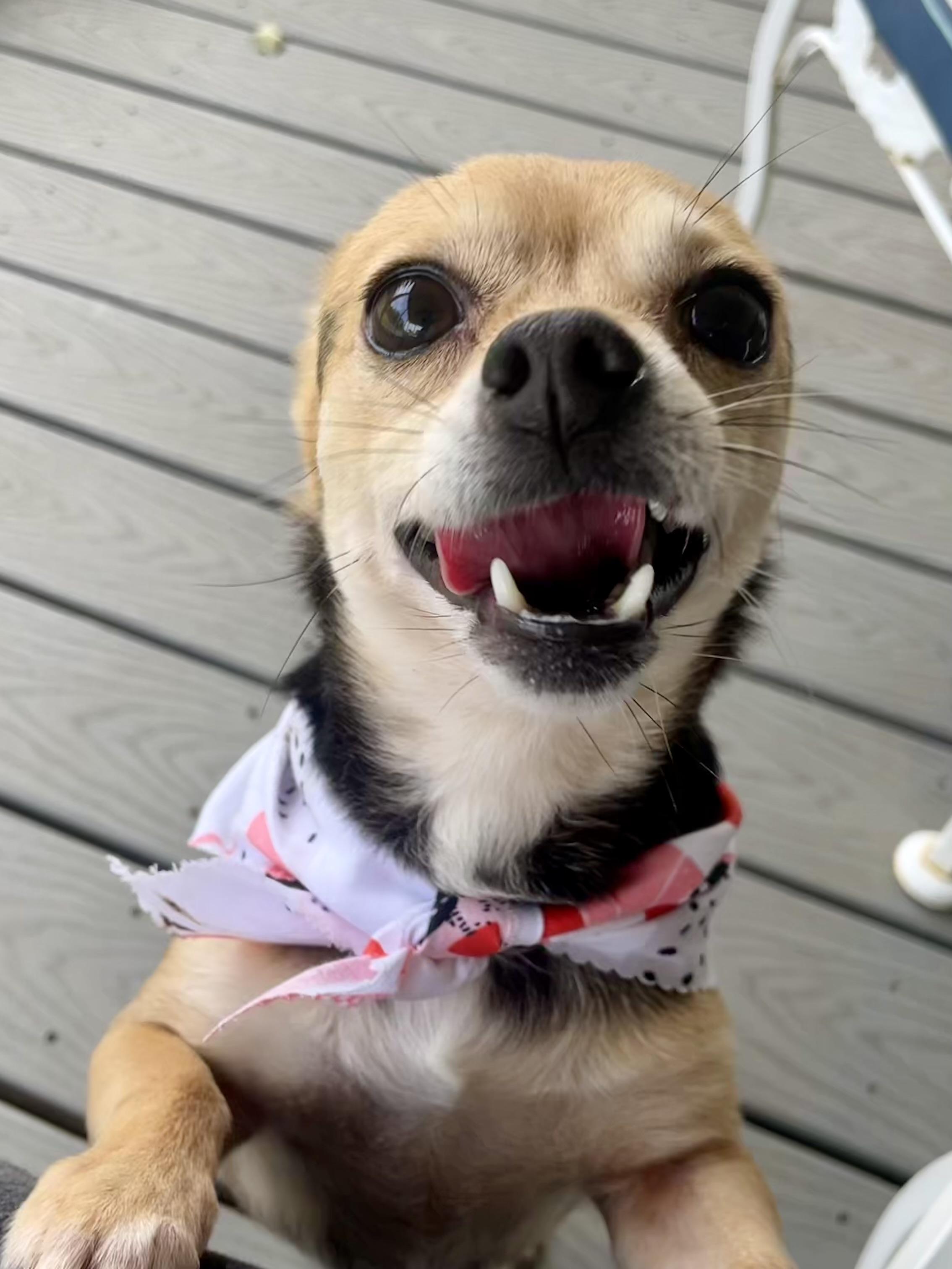 Enlarge Cayenne in Texarkana TX, a ADOPTABLE mixed breed in Texarkana, TX image 5/6