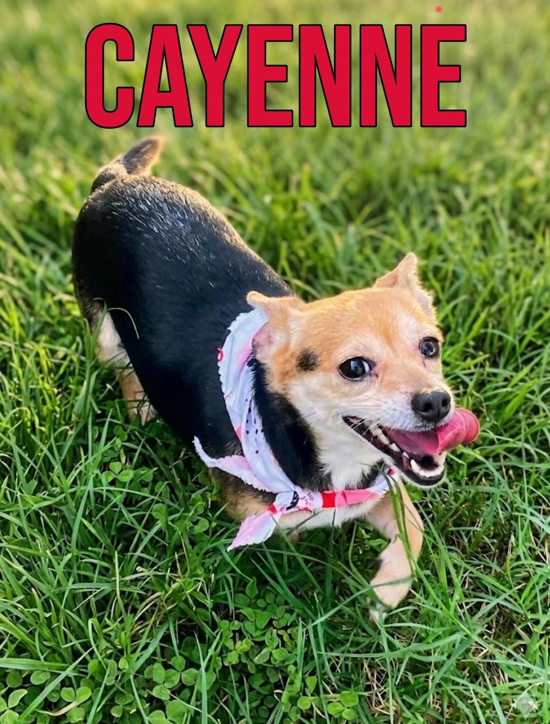 Enlarge Cayenne in Texarkana TX, a ADOPTABLE mixed breed in Texarkana, TX image 1/6