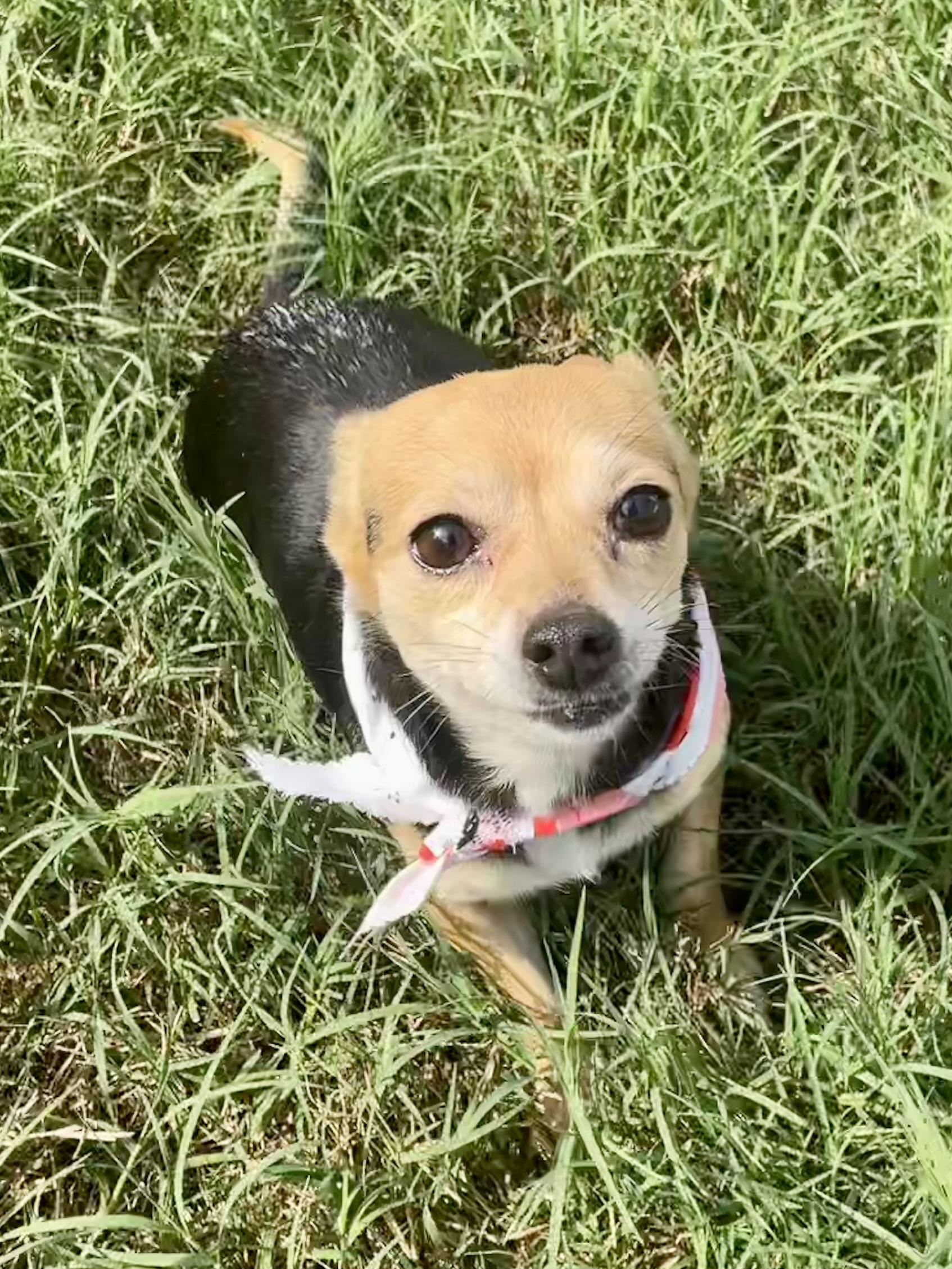 Enlarge Cayenne in Texarkana TX, a ADOPTABLE mixed breed in Texarkana, TX image 2/6