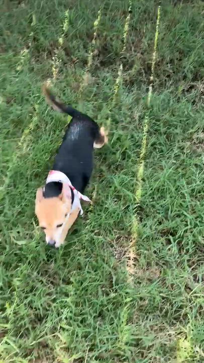 Enlarge Cayenne in Texarkana TX, a ADOPTABLE mixed breed in Texarkana, TX video 6/6