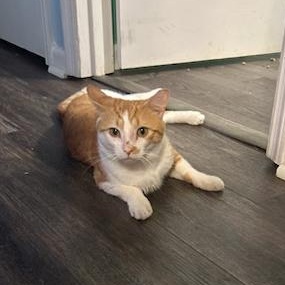 Larry Bumblefloof, an adopted American Shorthair in Bristow, VA image 1/3
