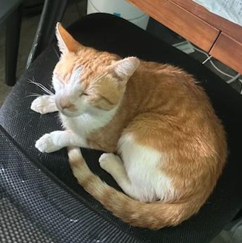Larry Bumblefloof, an adopted American Shorthair in Bristow, VA image 3/3