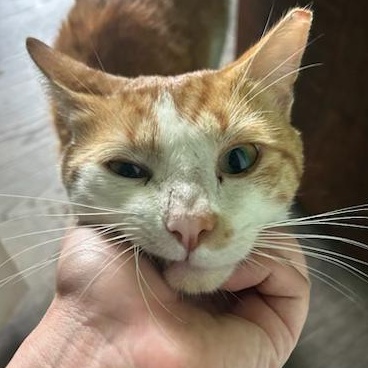 Larry Bumblefloof, an adopted American Shorthair in Bristow, VA image 2/3