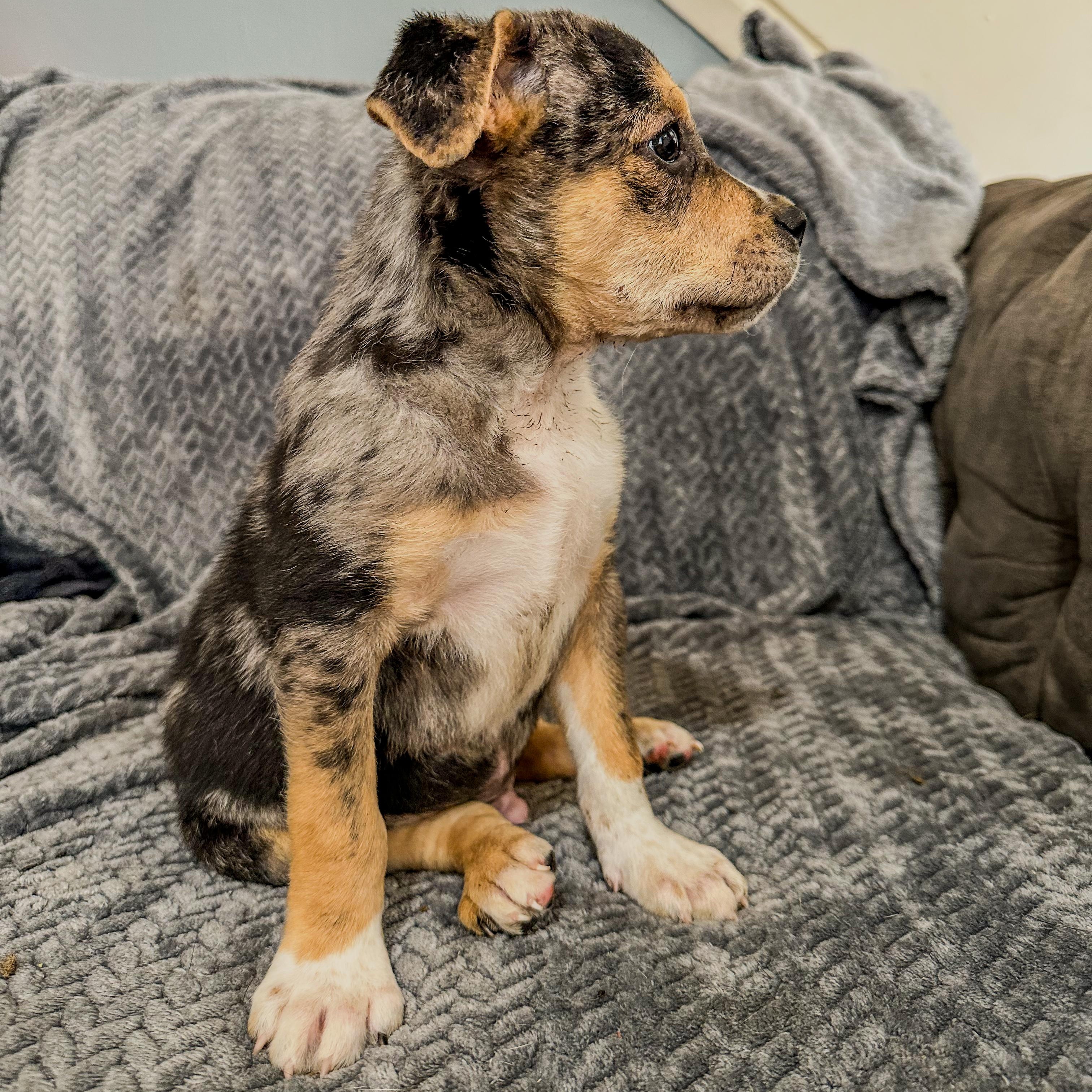 Enlarge Stewie , a ADOPTABLE mixed breed in Charleston , WV image 3/4