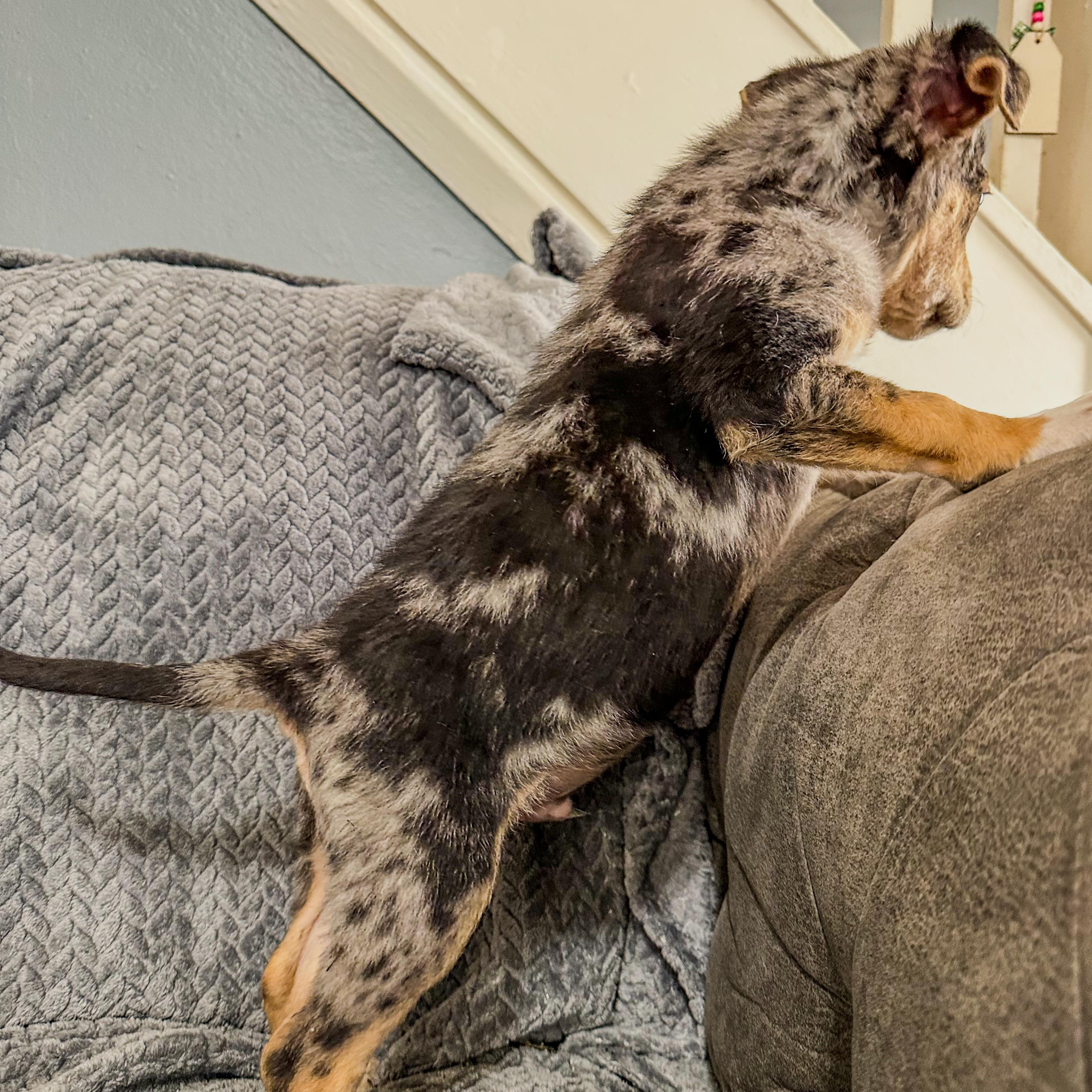 Enlarge Stewie , a ADOPTABLE mixed breed in Charleston , WV image 2/4