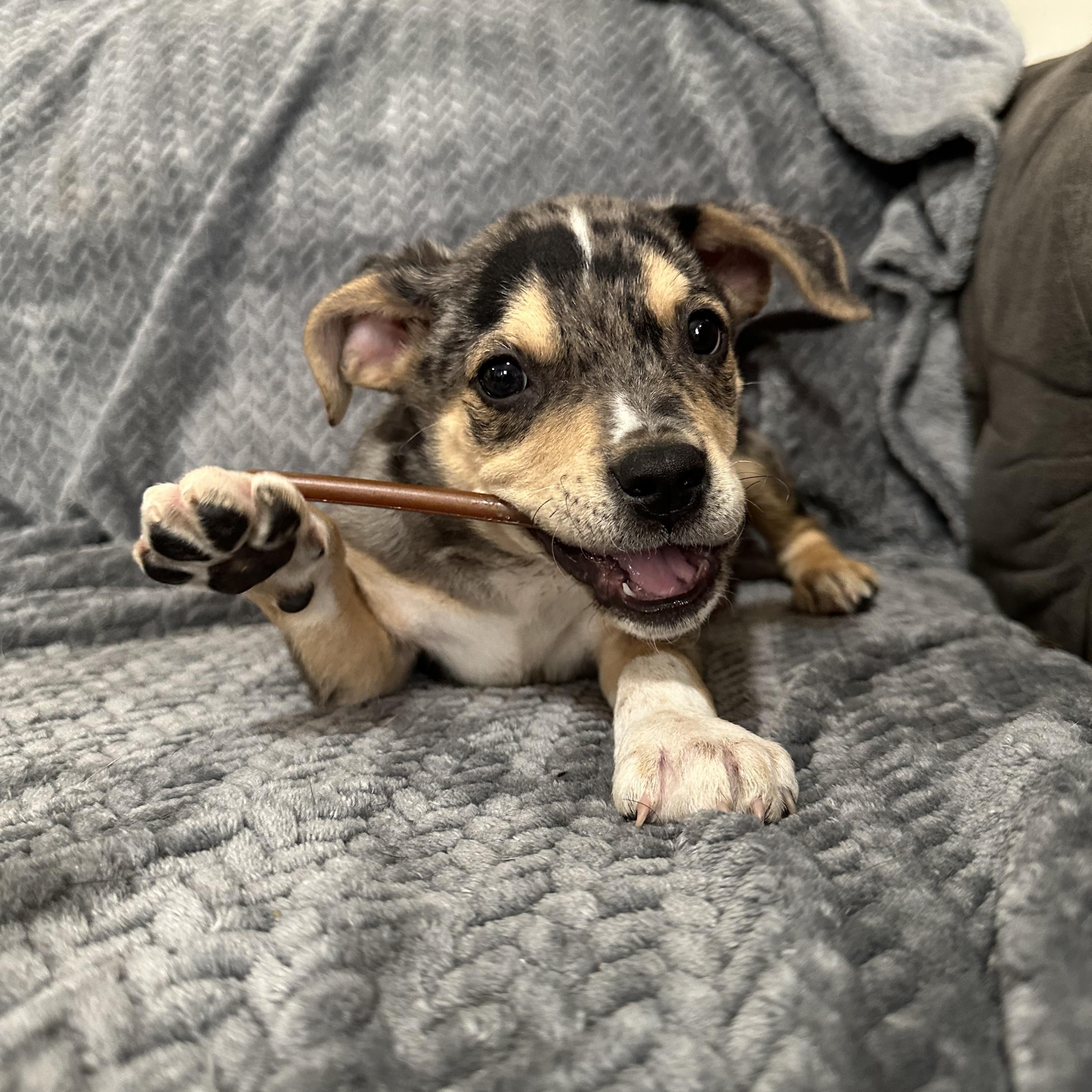 Enlarge Stewie , a ADOPTABLE mixed breed in Charleston , WV image 4/4