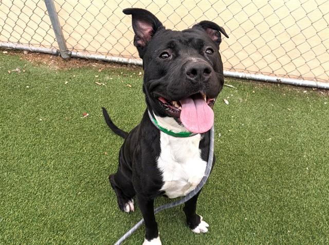 BUGATTI, Adoptable, Young Male Pit Bull Terrier & Mixed Breed.