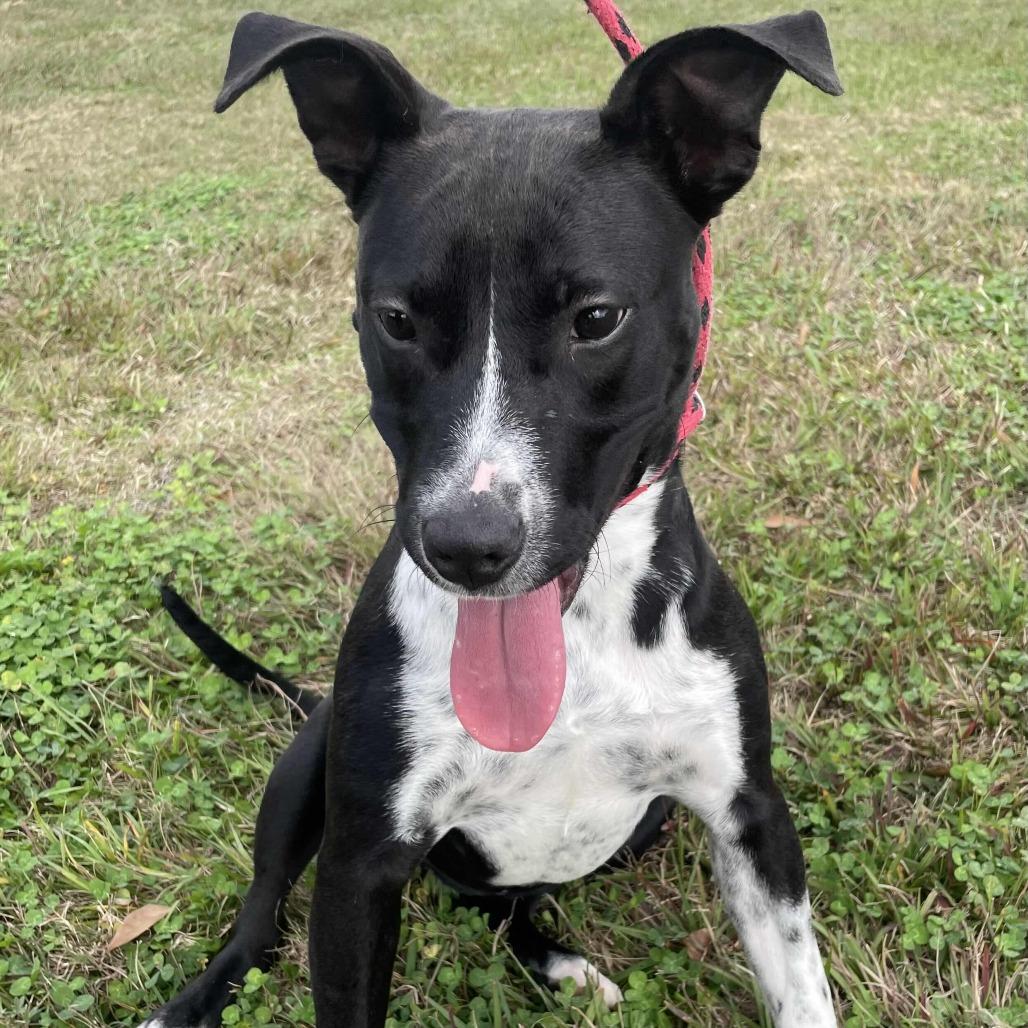 Tizzy, Adoptable, Young Female Pit Bull Terrier.