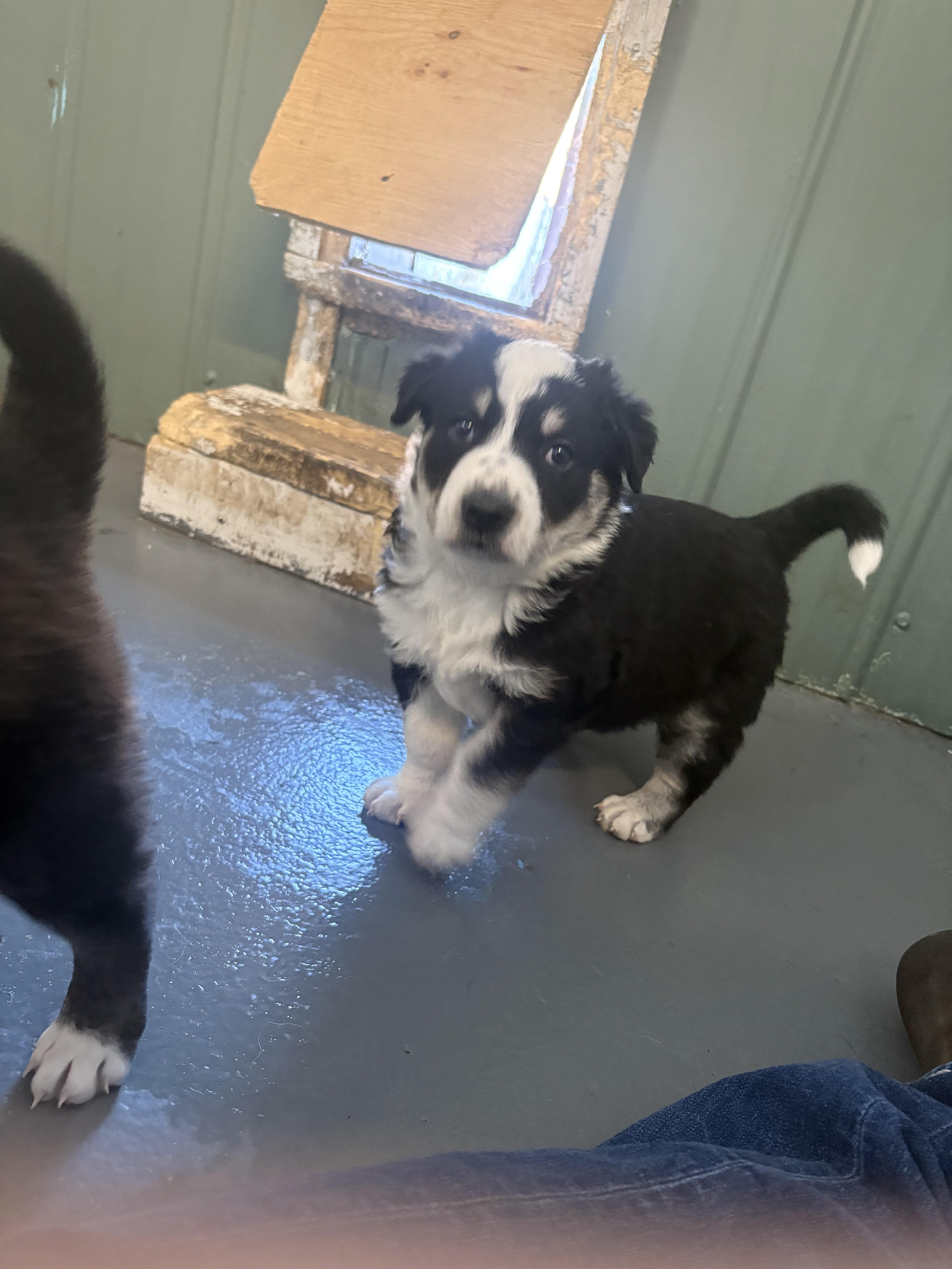 Grinch, a Adopted mixed breed in Crossfield, AB image 2/3