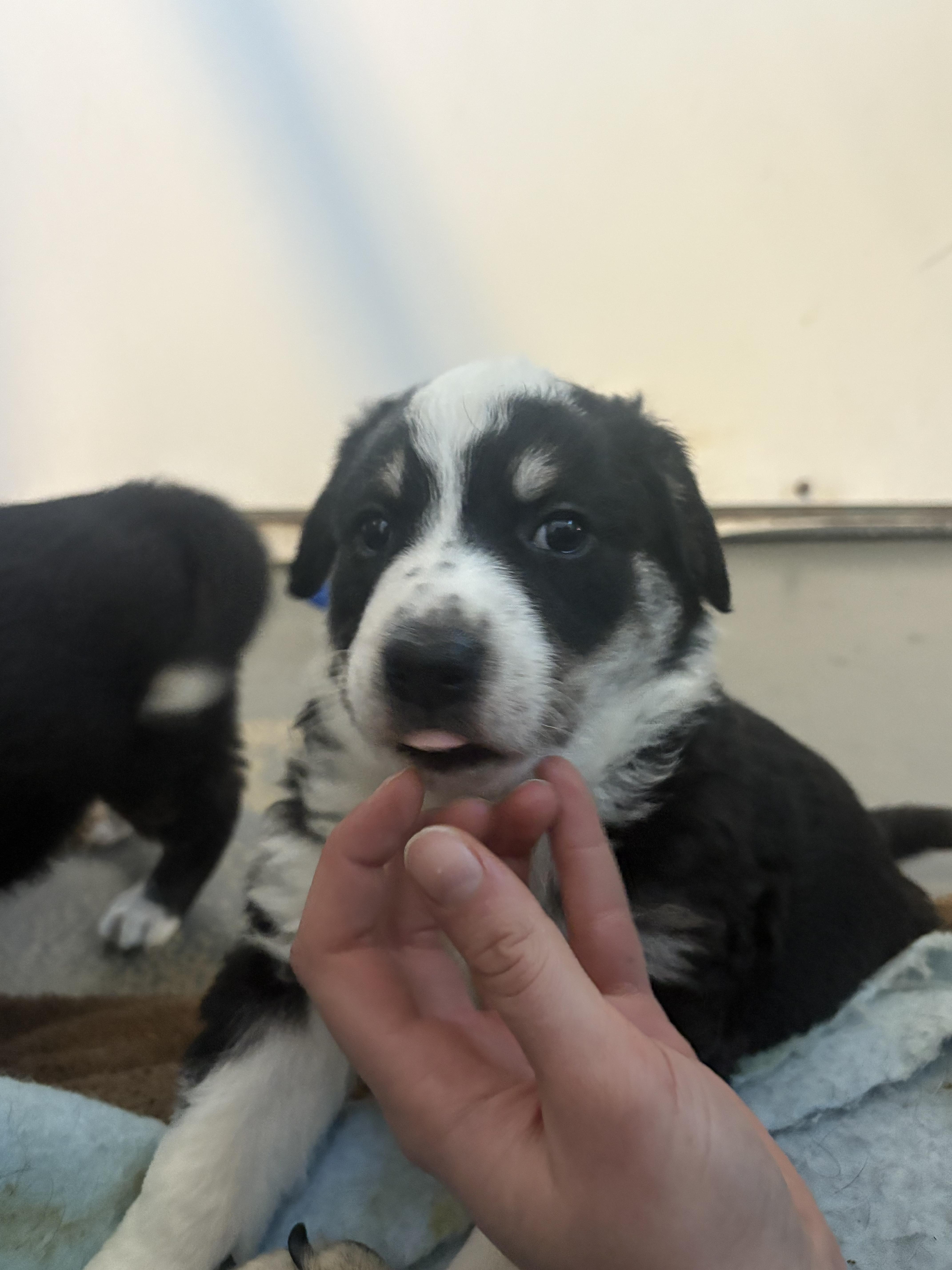 Grinch, a Adopted mixed breed in Crossfield, AB image 3/3
