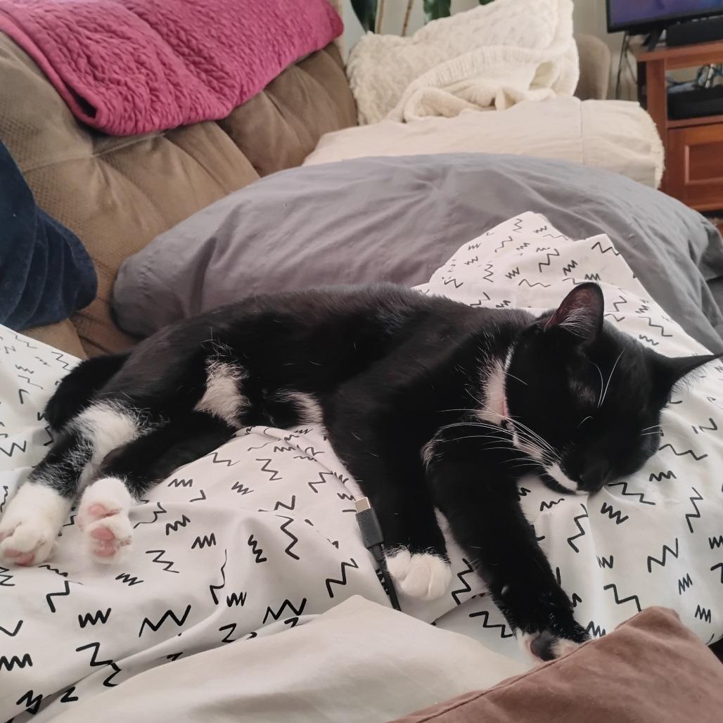 Bella, Adoptable, Young Female Domestic Short Hair.