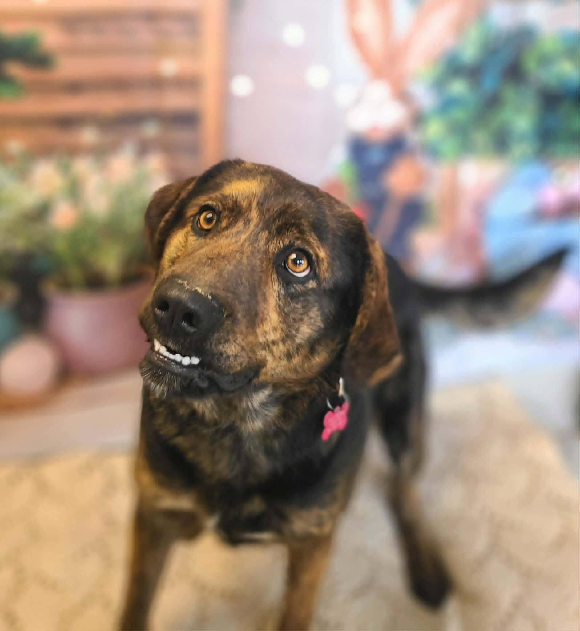 Bo, Adoptable, Young Male Labrador Retriever & Australian Shepherd.