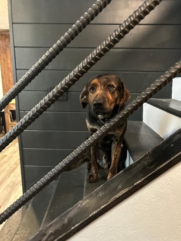 Enlarge Bo, a Adoptable mixed breed in Fruit Heights, UT image 2/5