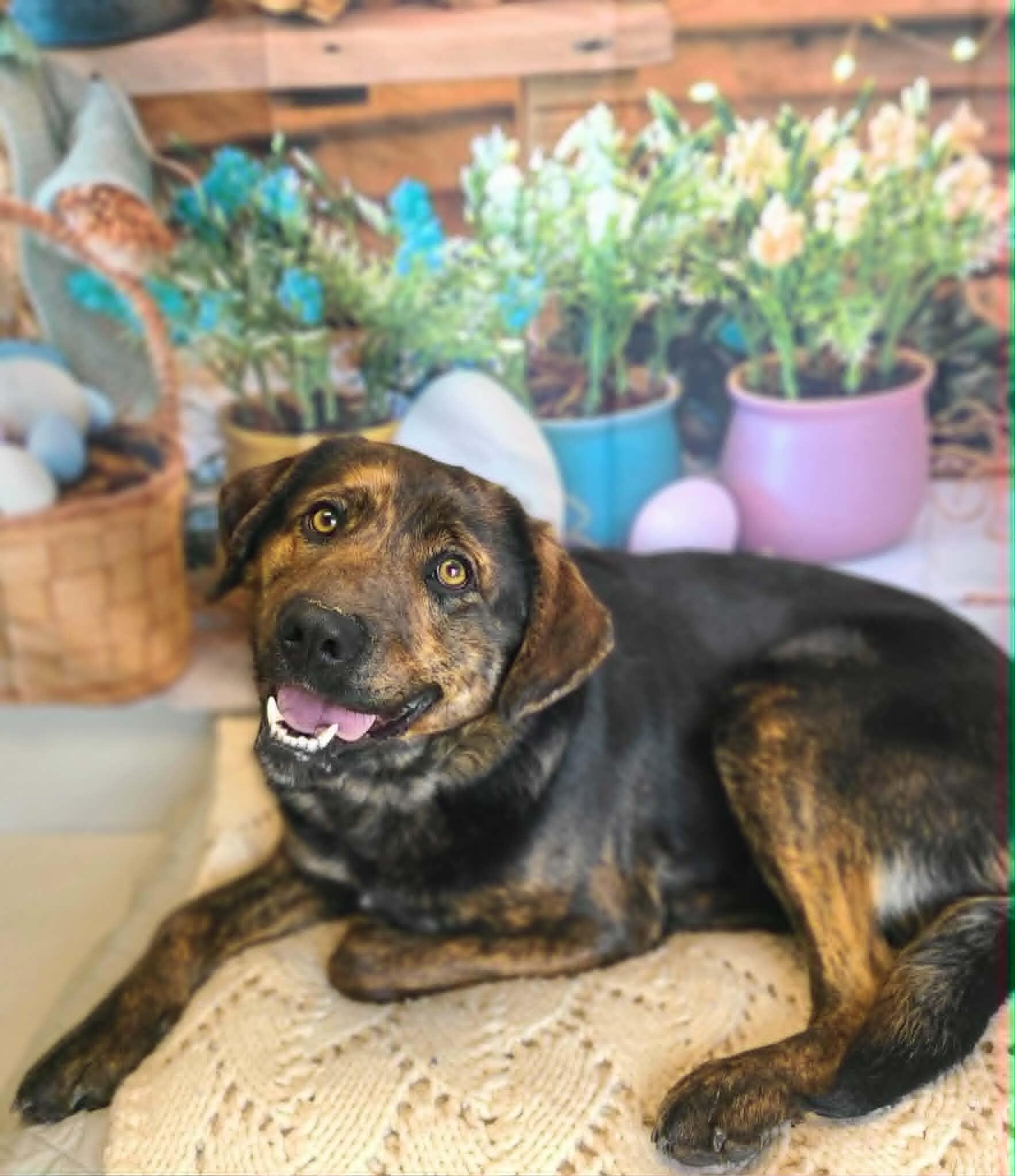 Enlarge Bo, a Adoptable mixed breed in Fruit Heights, UT image 3/5