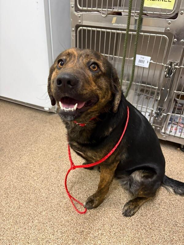 Enlarge Bo, a Adoptable mixed breed in Fruit Heights, UT image 4/5