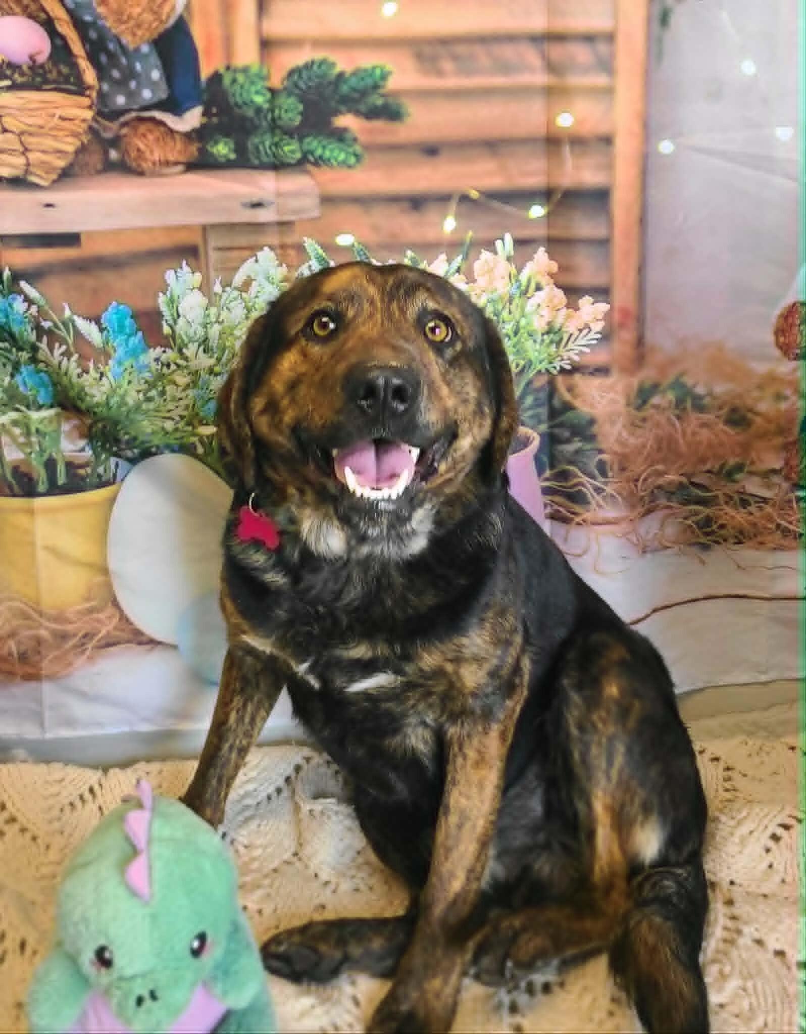 Enlarge Bo, a Adoptable mixed breed in Fruit Heights, UT image 5/5