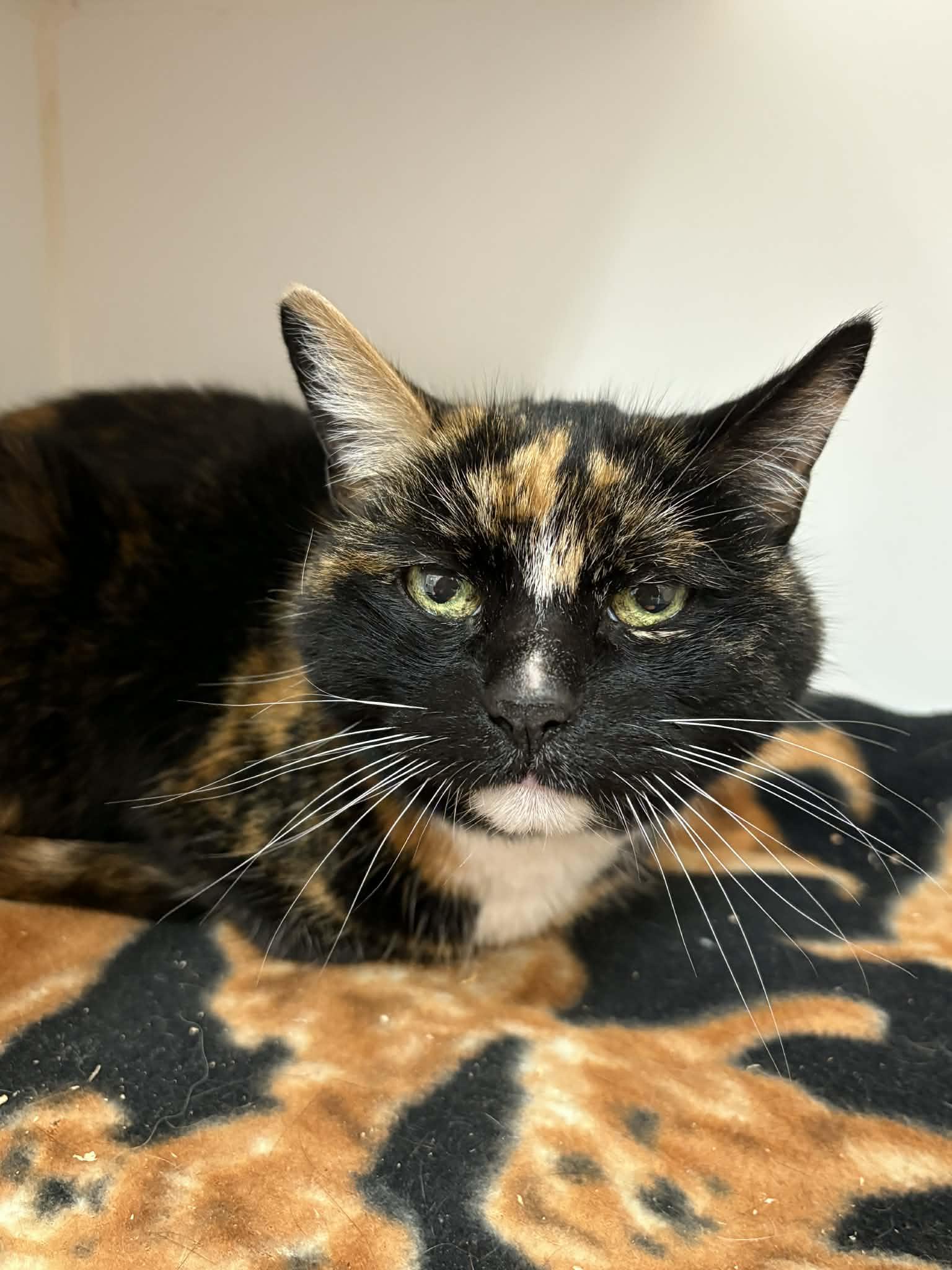 Sugar Monster, ADOPTABLE, Senior Female Domestic Short Hair.